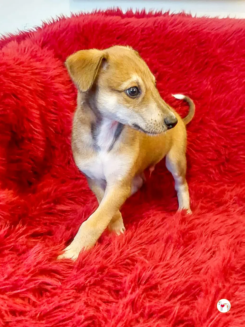 finn grey cucciolo adozione 01