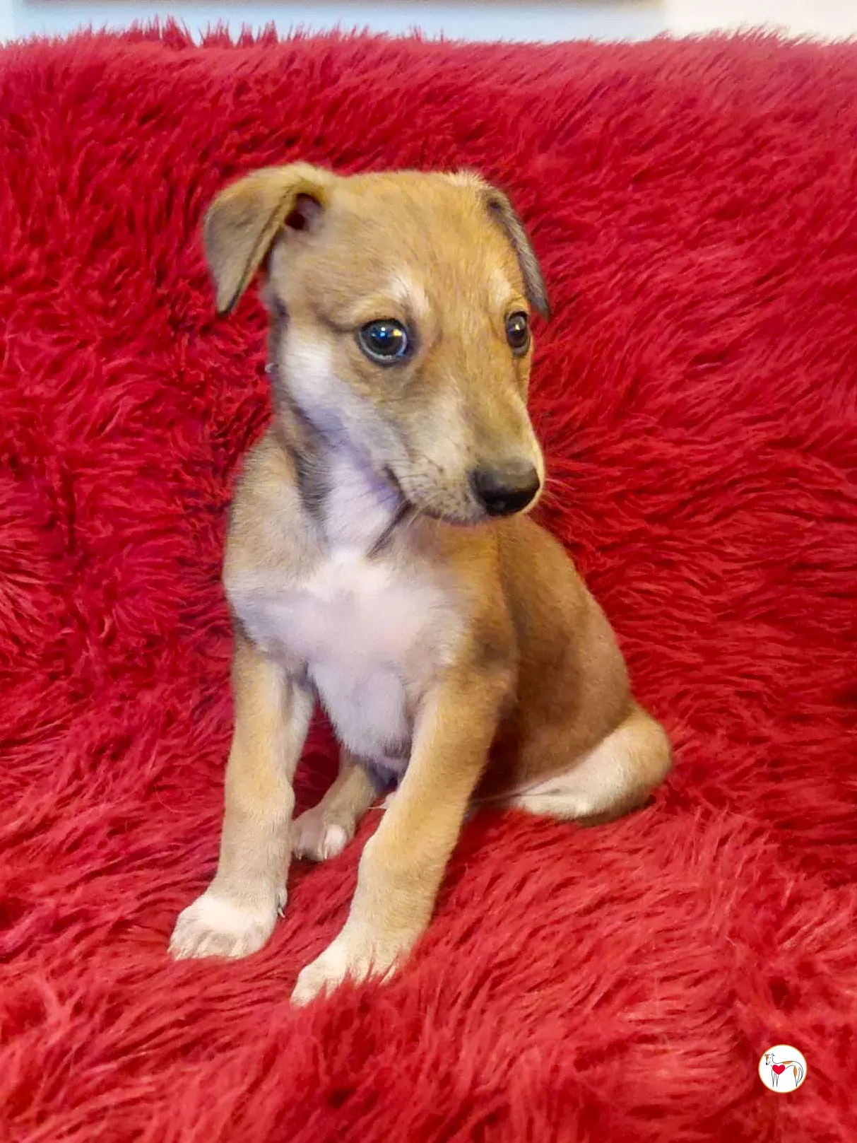 finn grey cucciolo adozione 02