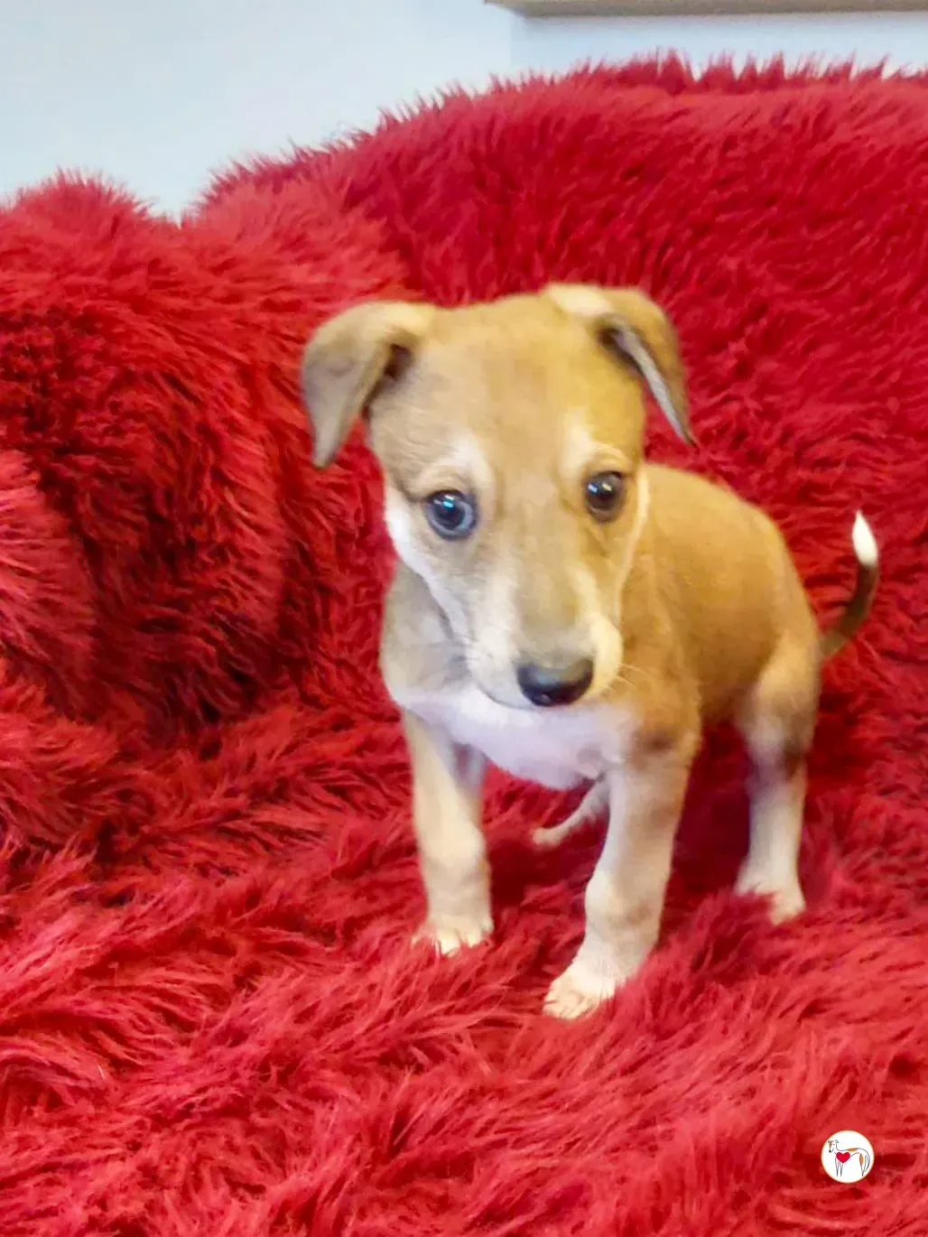 finn grey cucciolo adozione 03