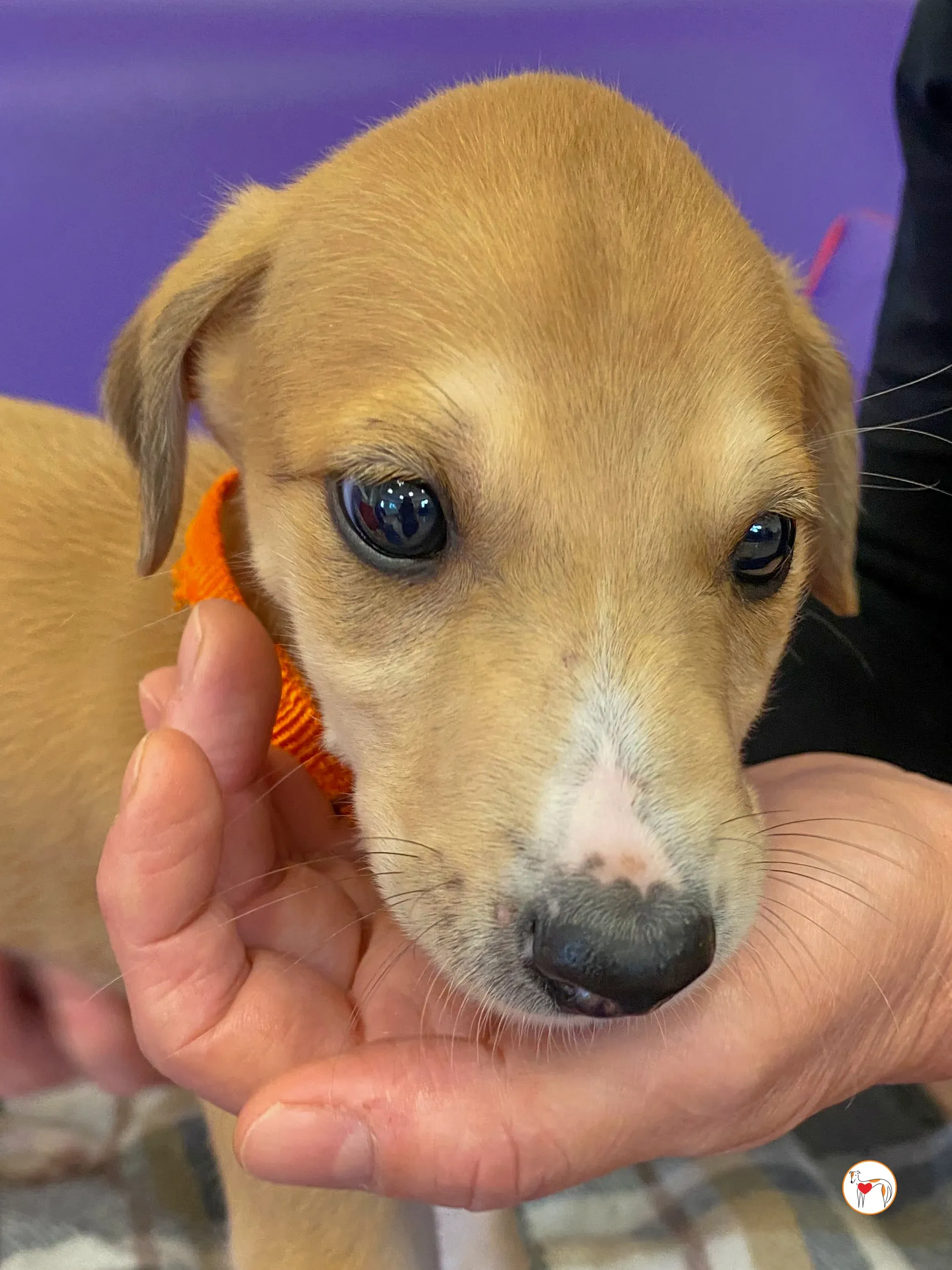 finn grey cucciolo adozione 04