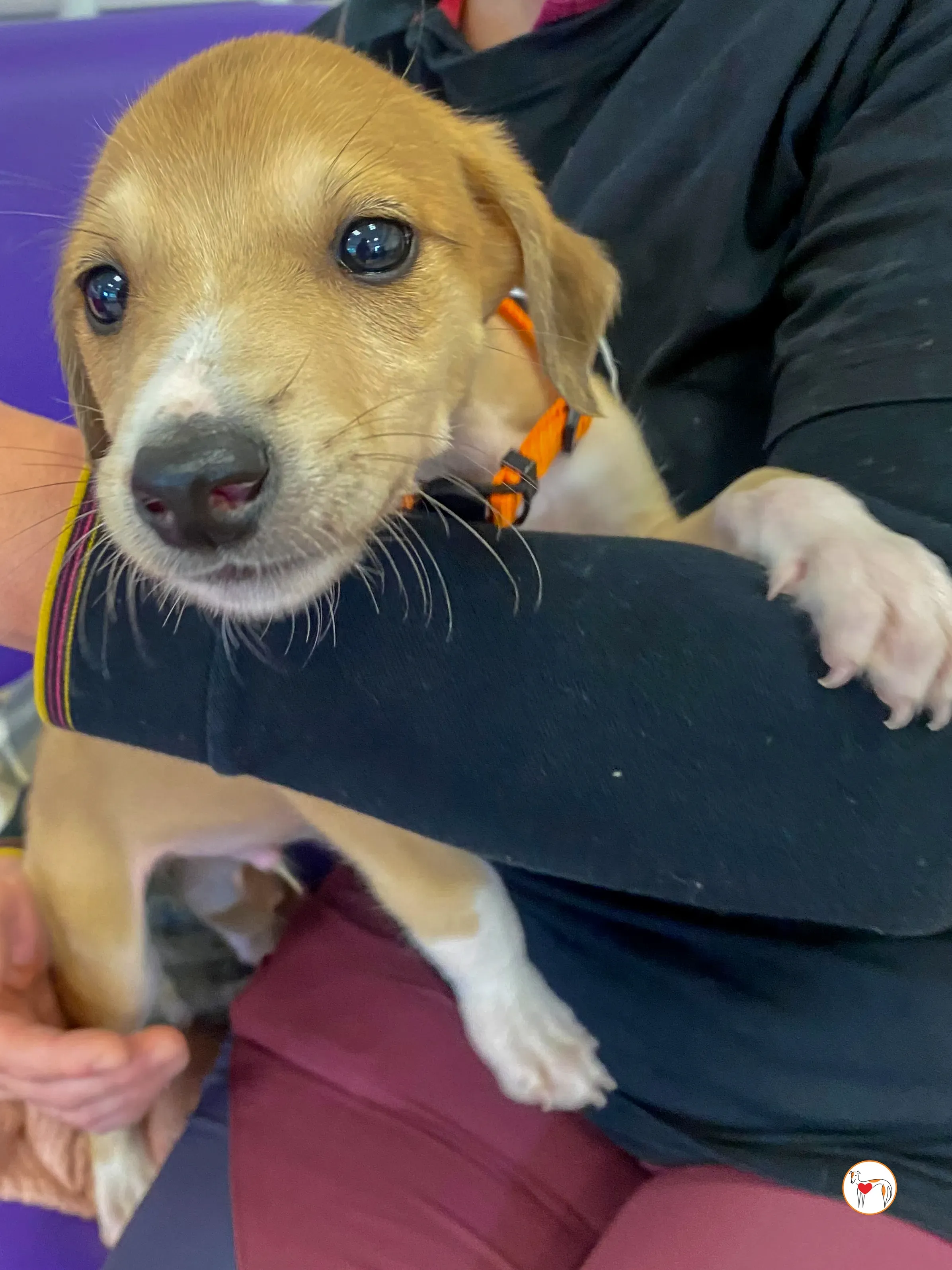 finn grey cucciolo adozione 05