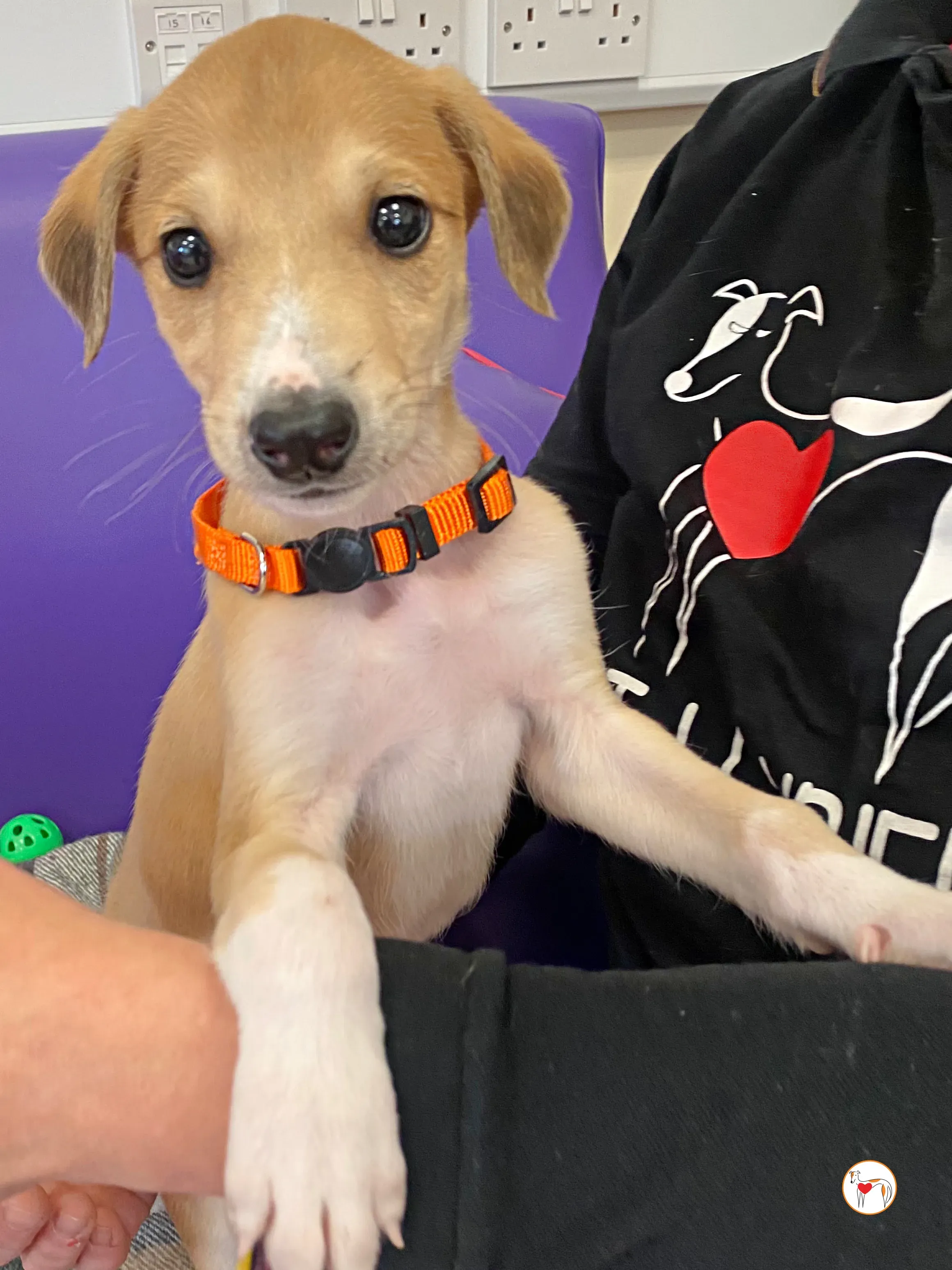 finn grey cucciolo adozione 06