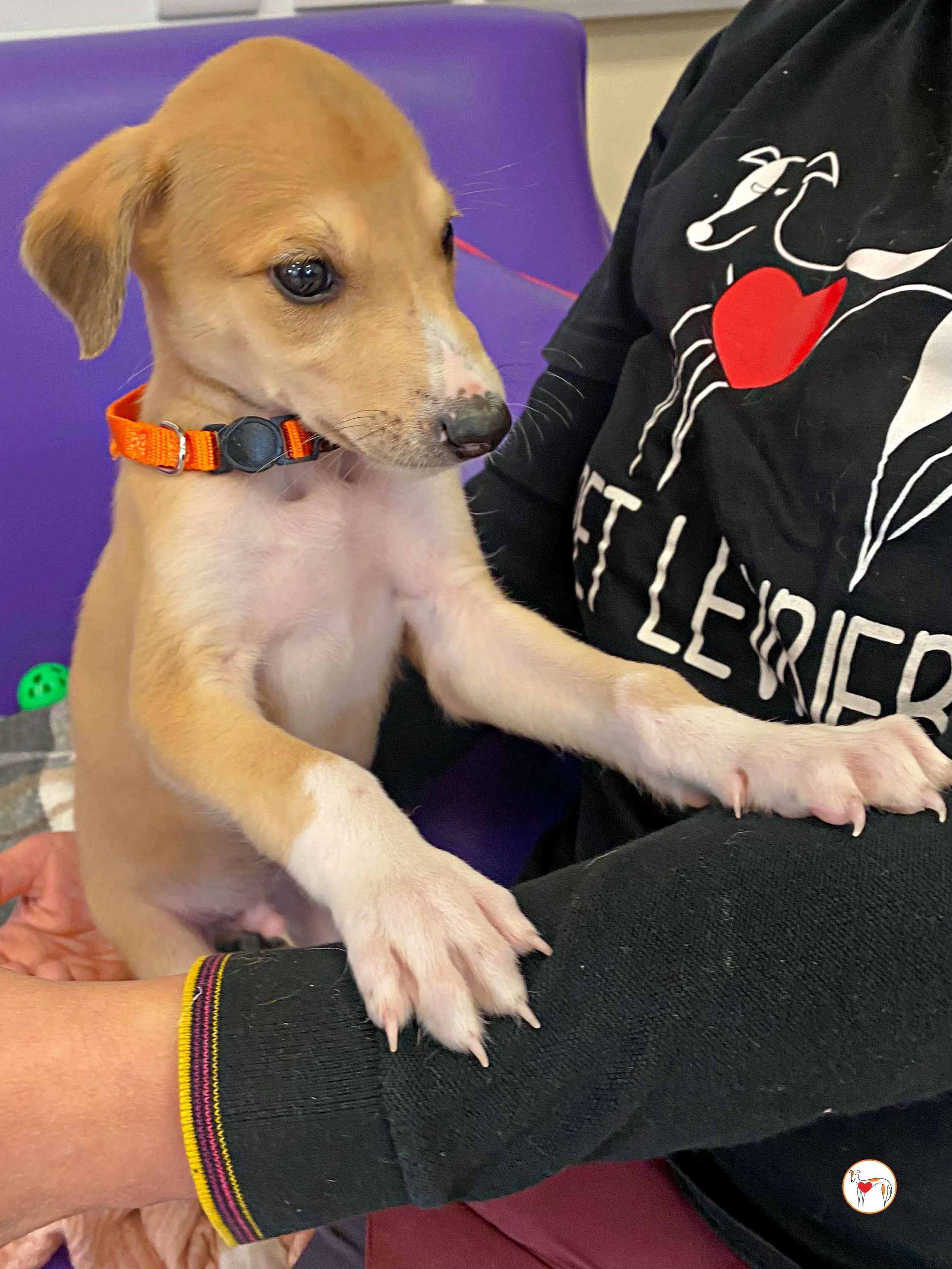 finn grey cucciolo adozione 07