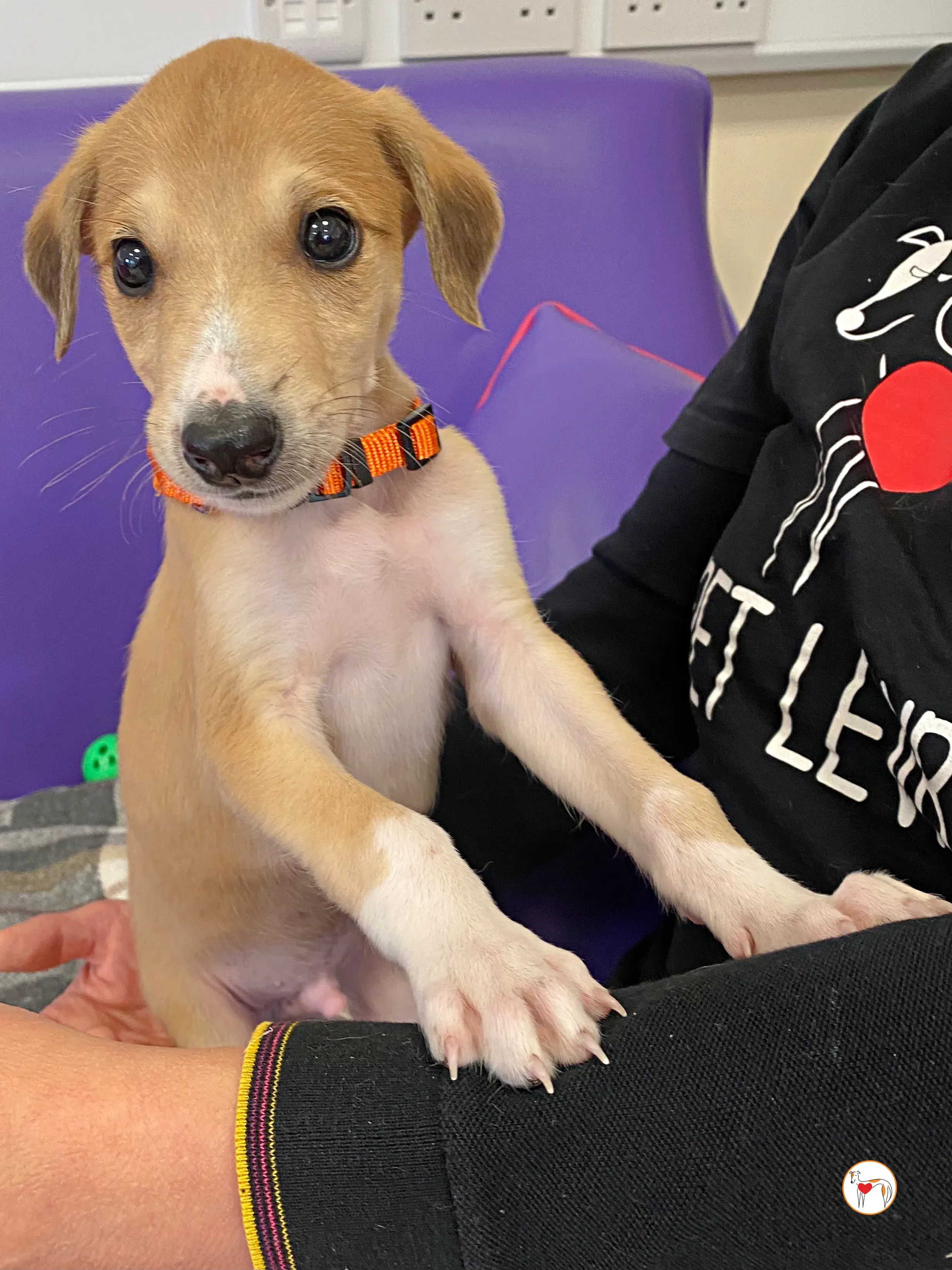 finn grey cucciolo adozione 08