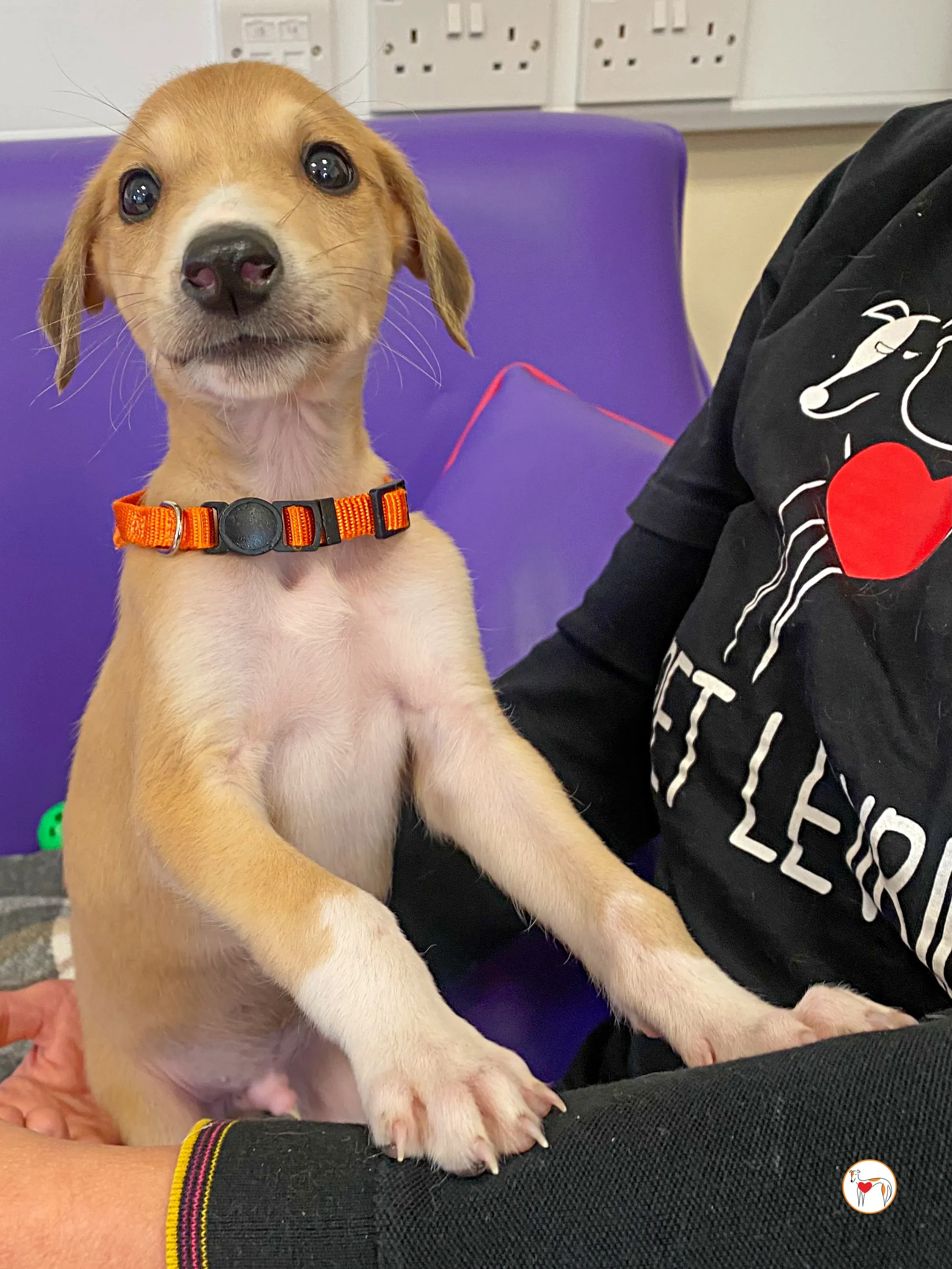 finn grey cucciolo adozione 09