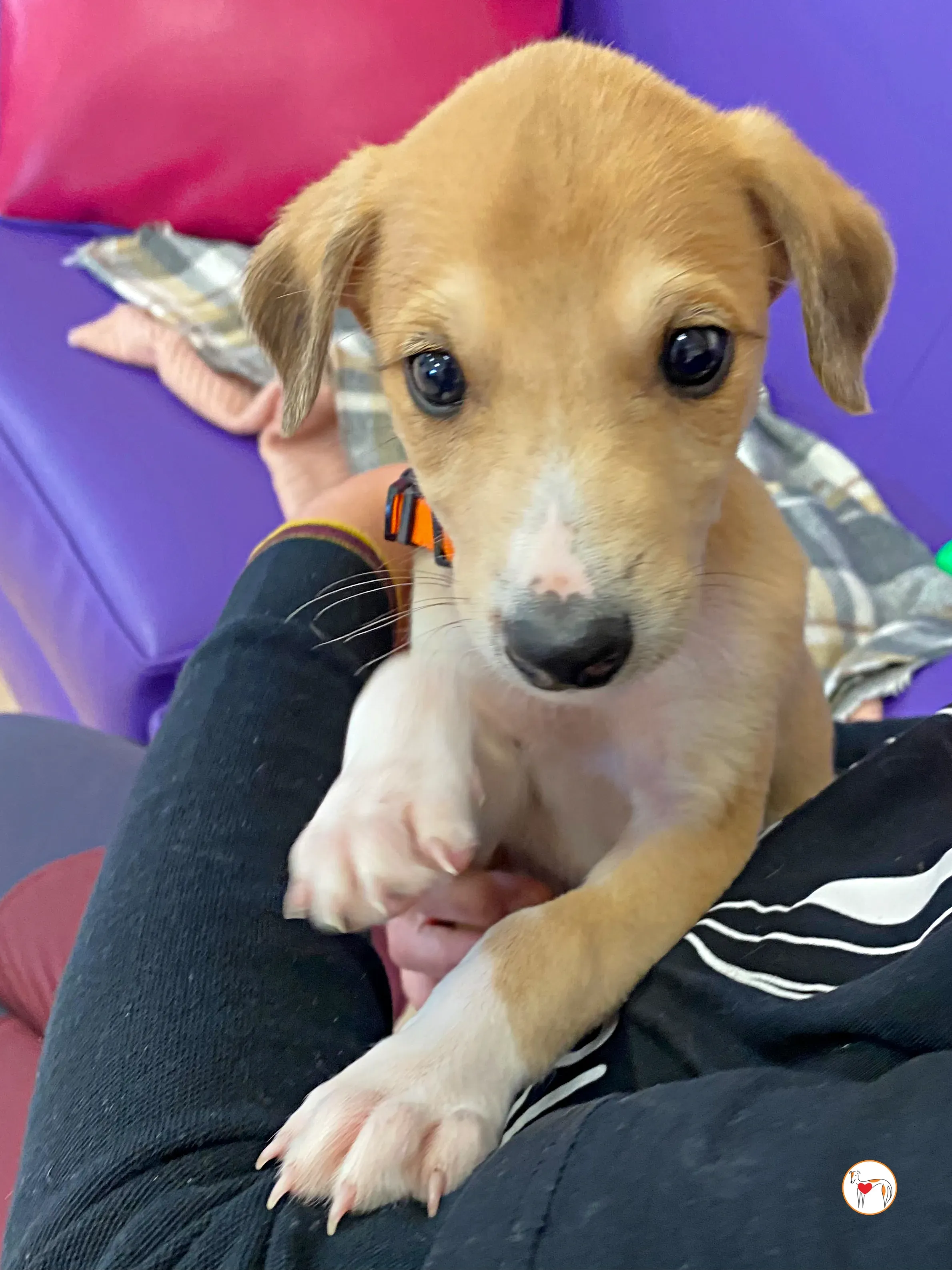 finn grey cucciolo adozione 10