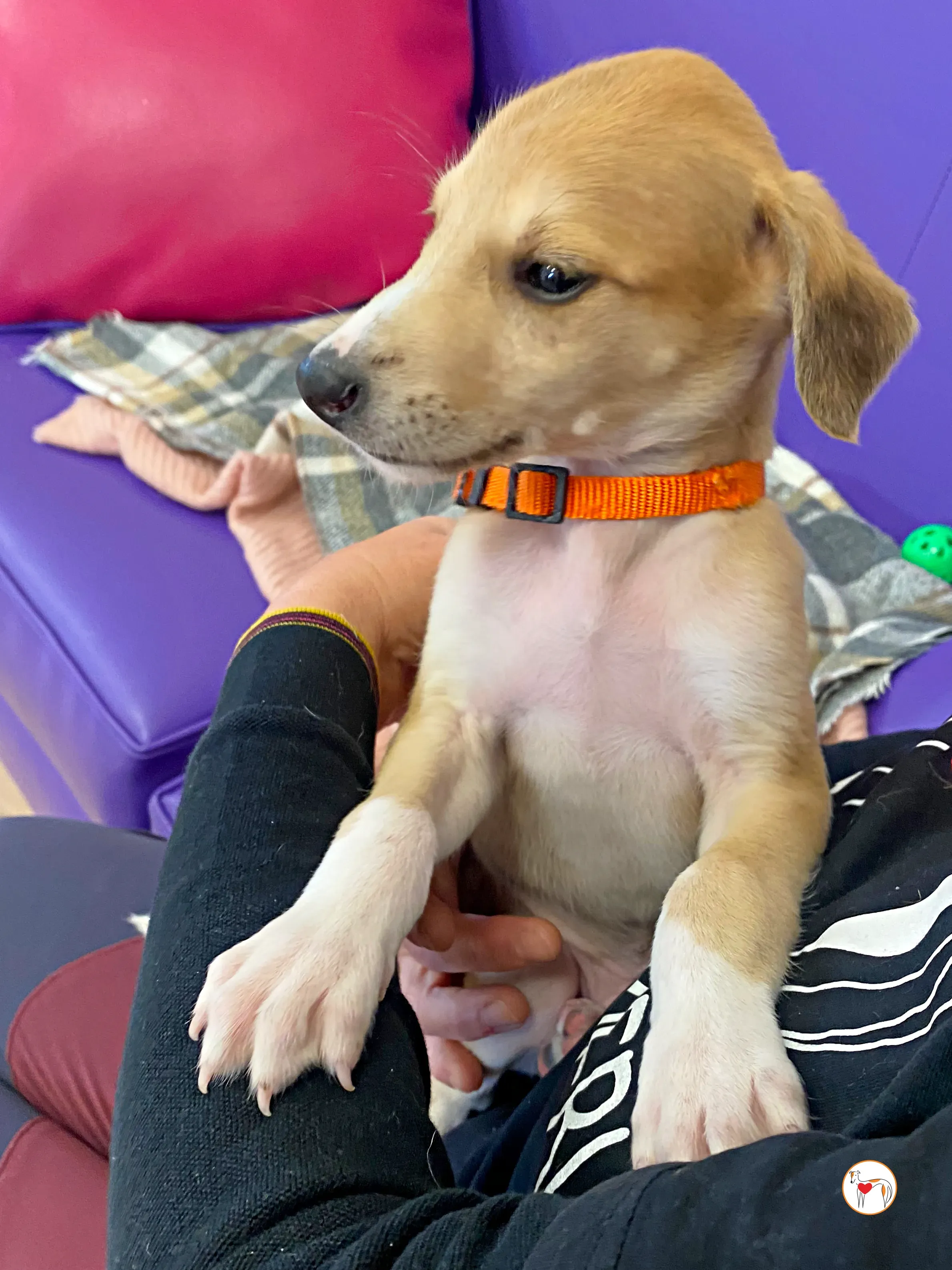 finn grey cucciolo adozione 11