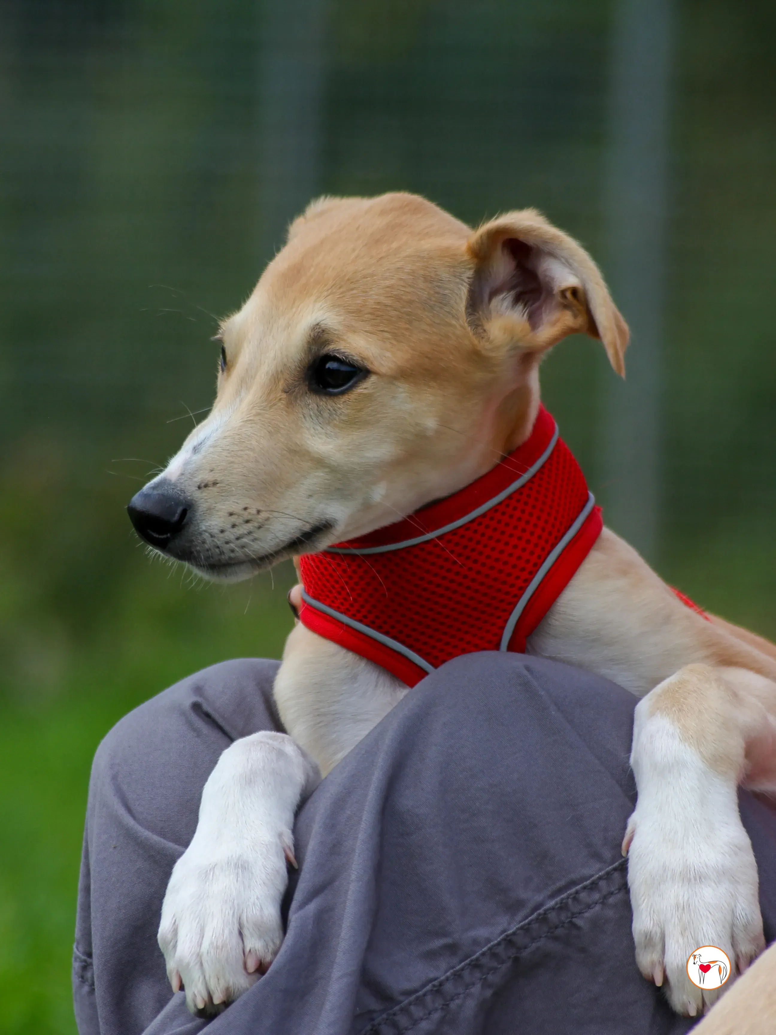 finn grey cucciolo adozione 12