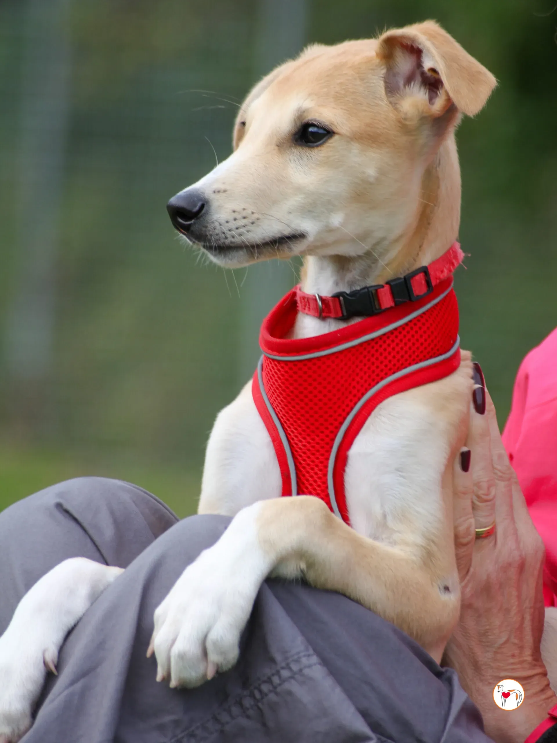 finn grey cucciolo adozione 13 scaled