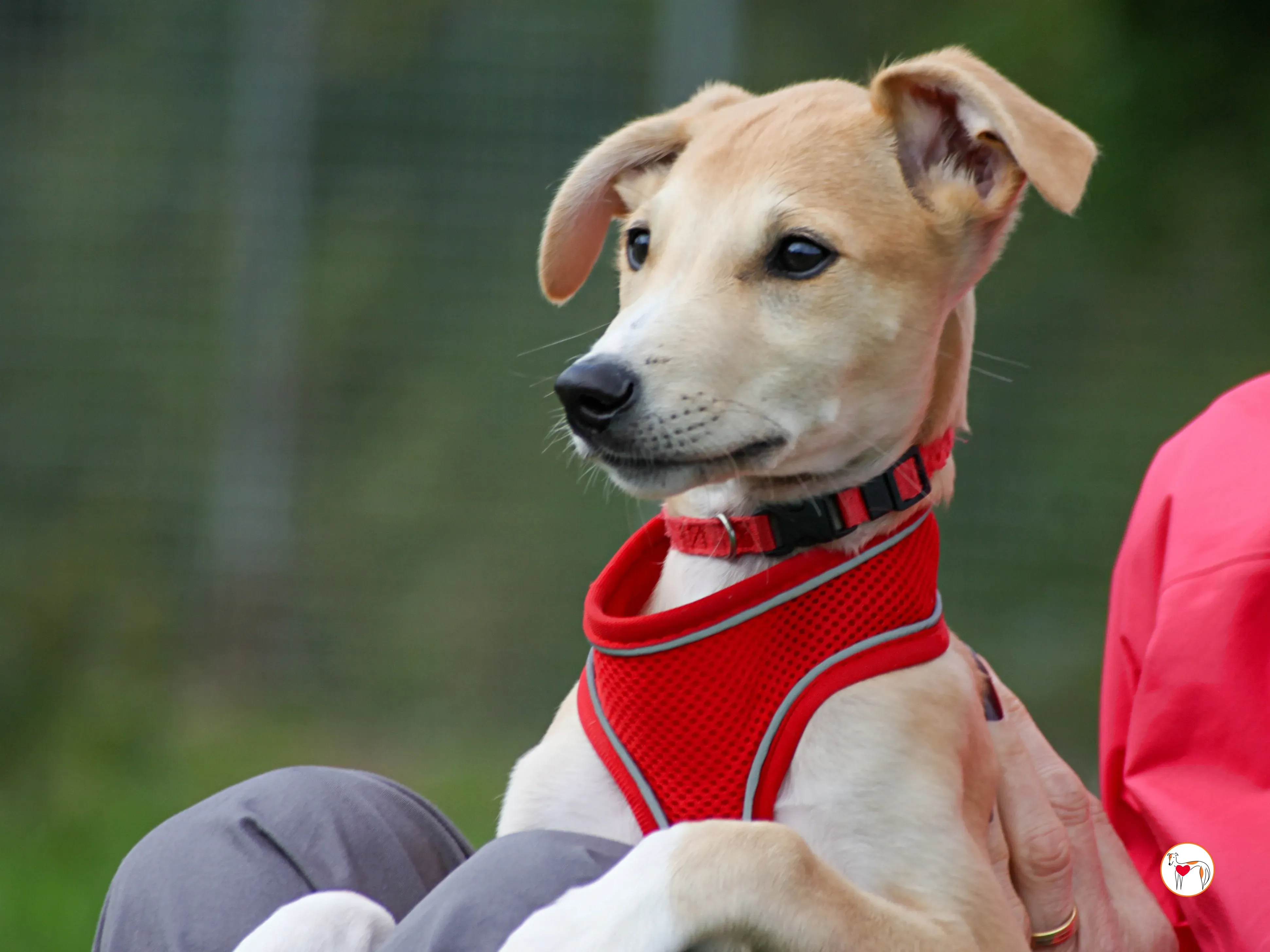 finn grey cucciolo adozione 14