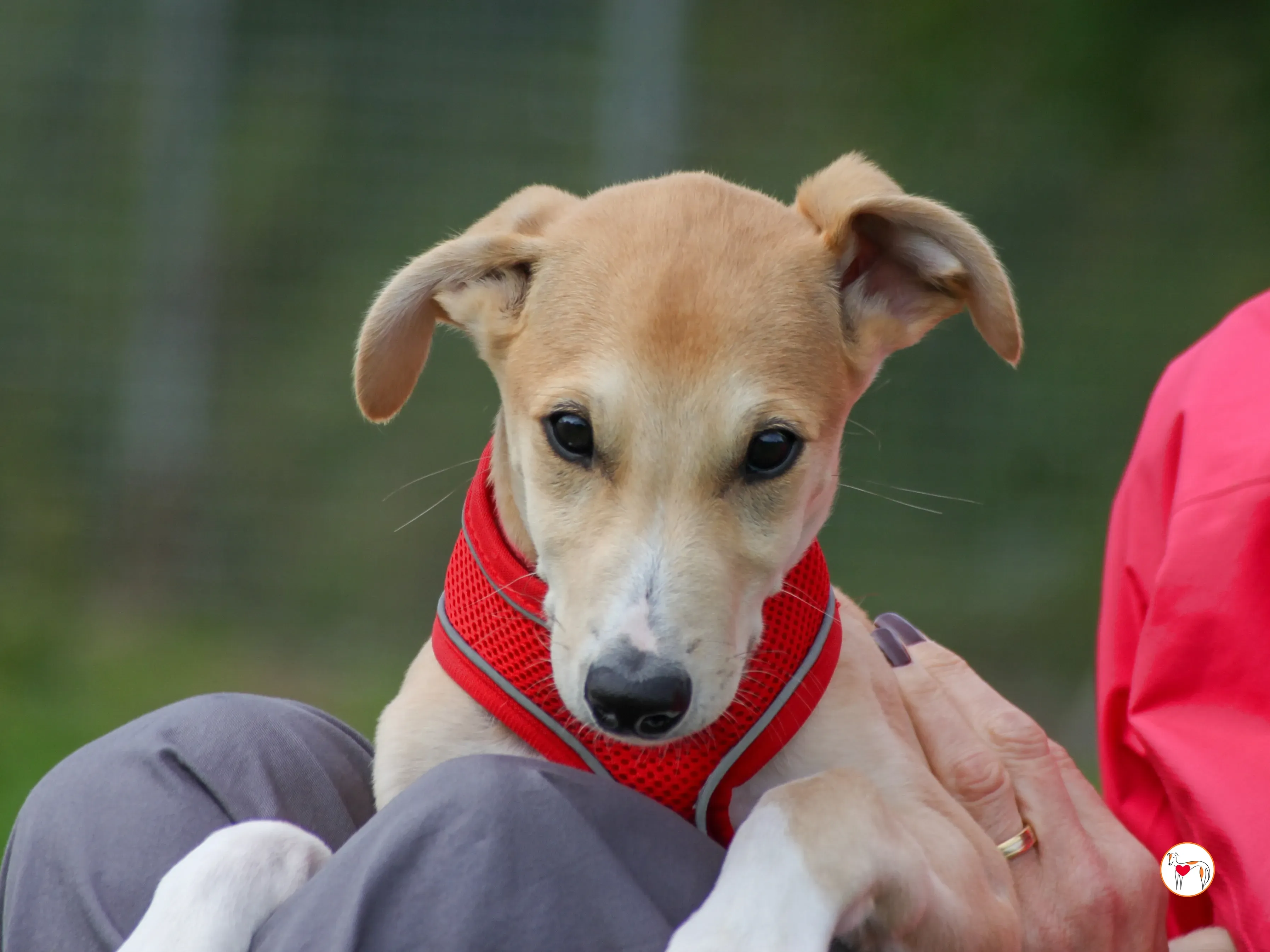 finn grey cucciolo adozione 15