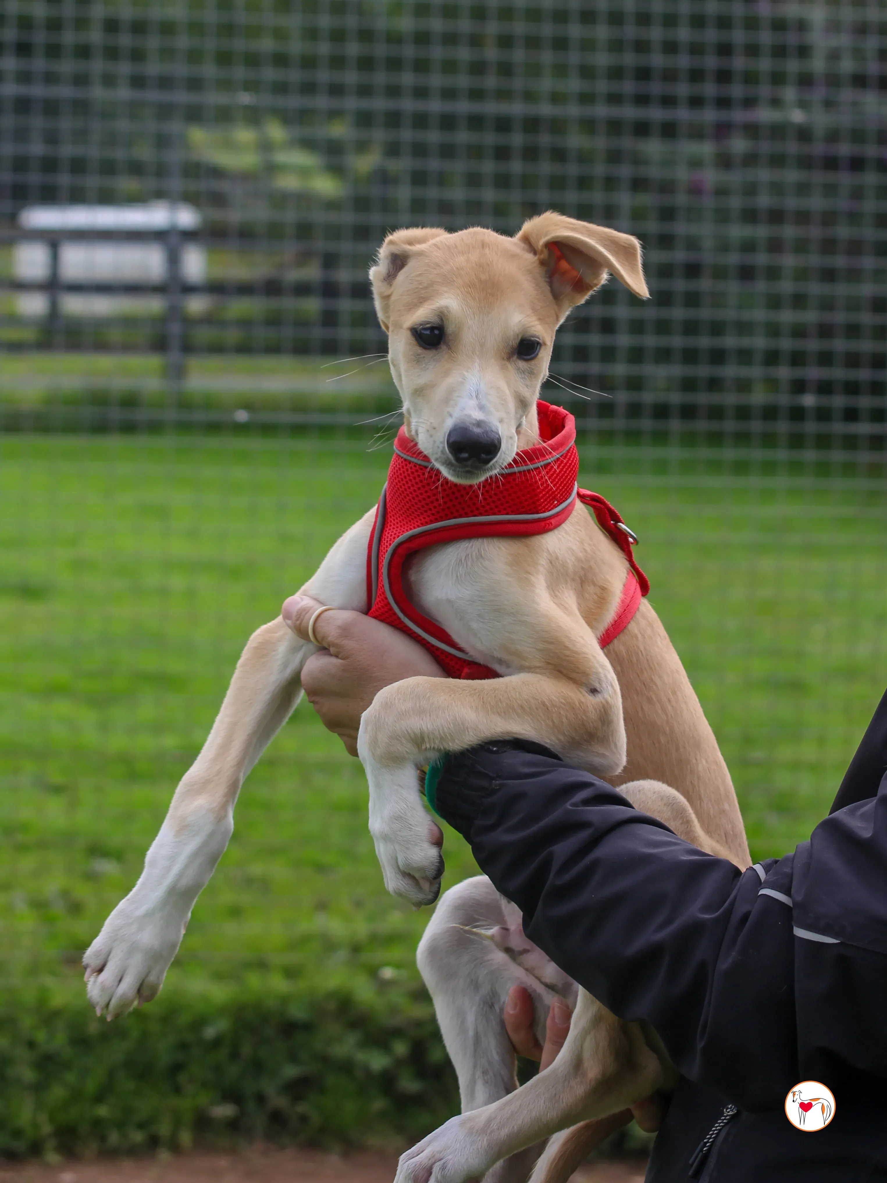 finn grey cucciolo adozione 16