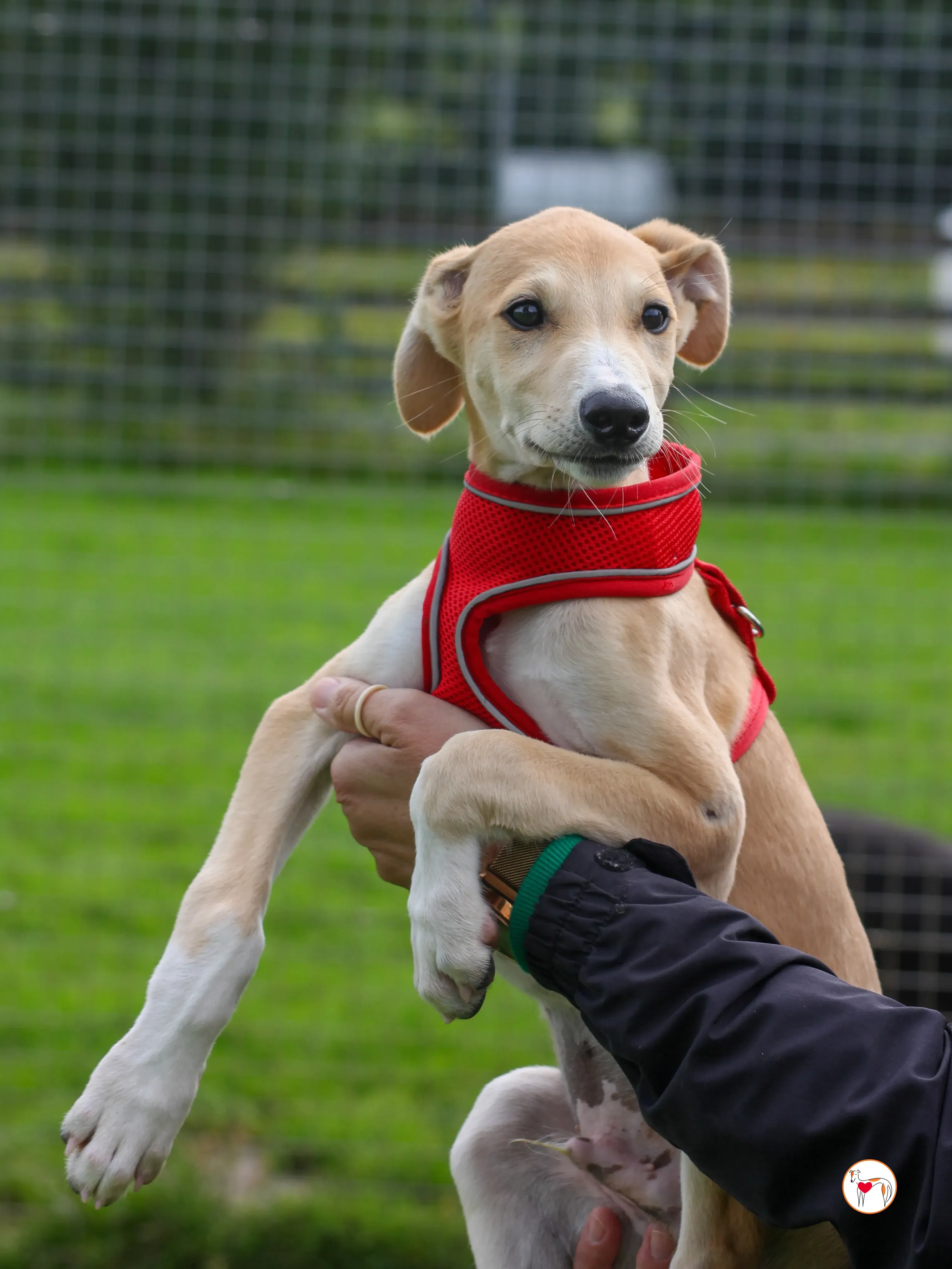 finn grey cucciolo adozione 17