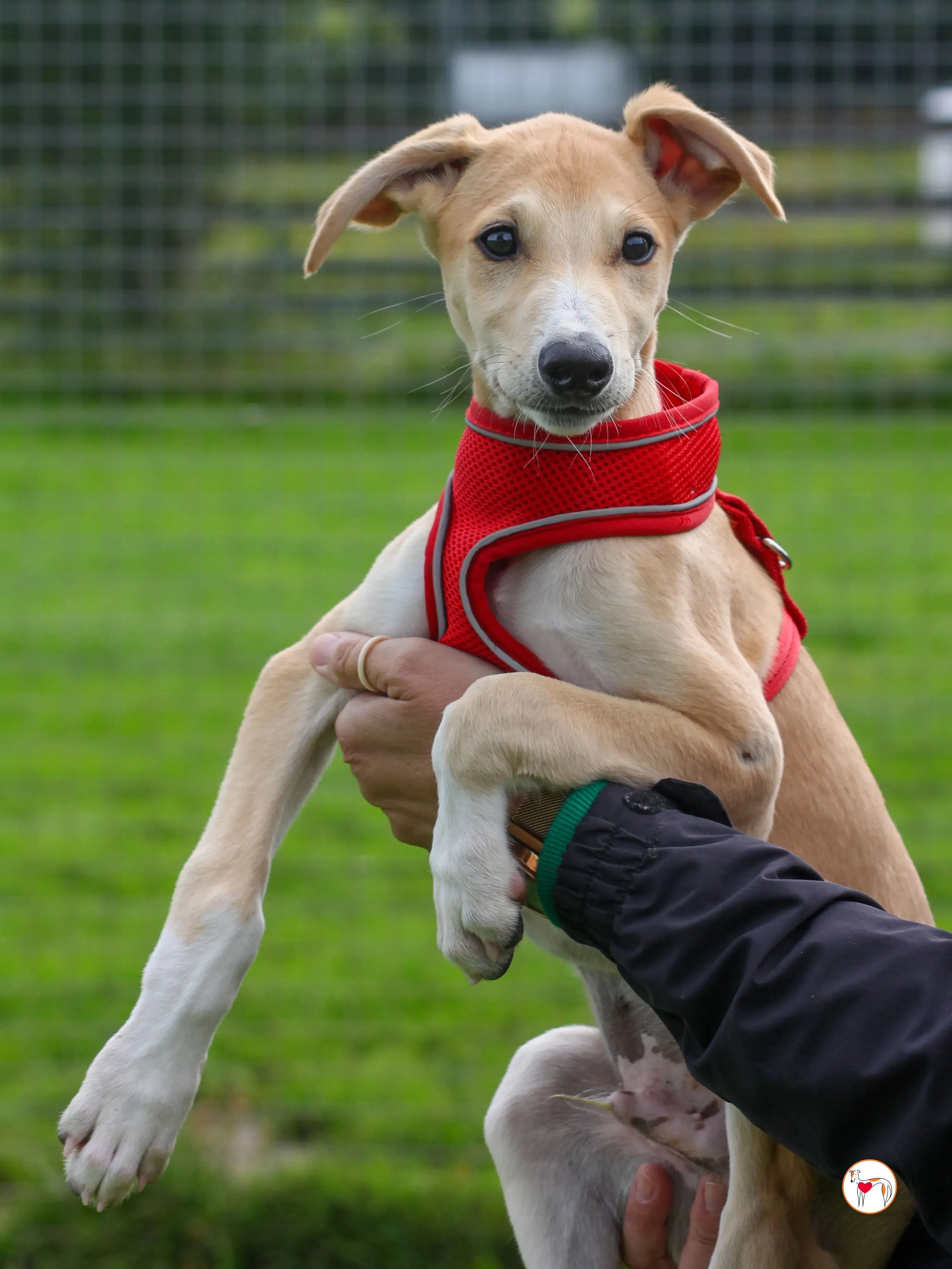 finn grey cucciolo adozione 18