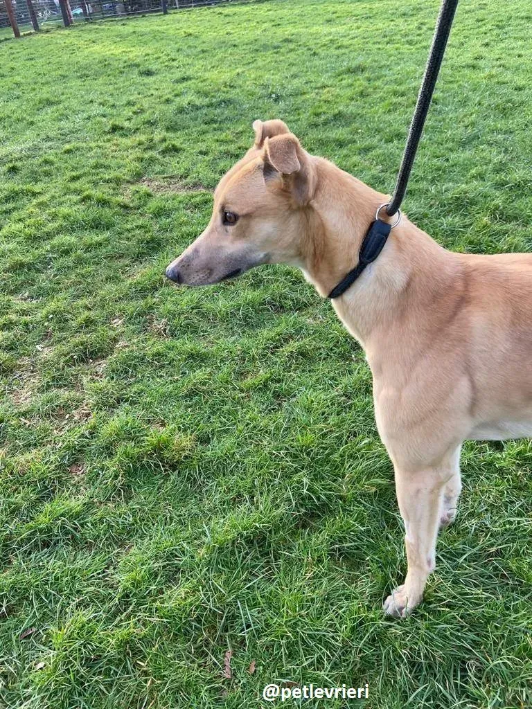 fionn adozione greyhound 1