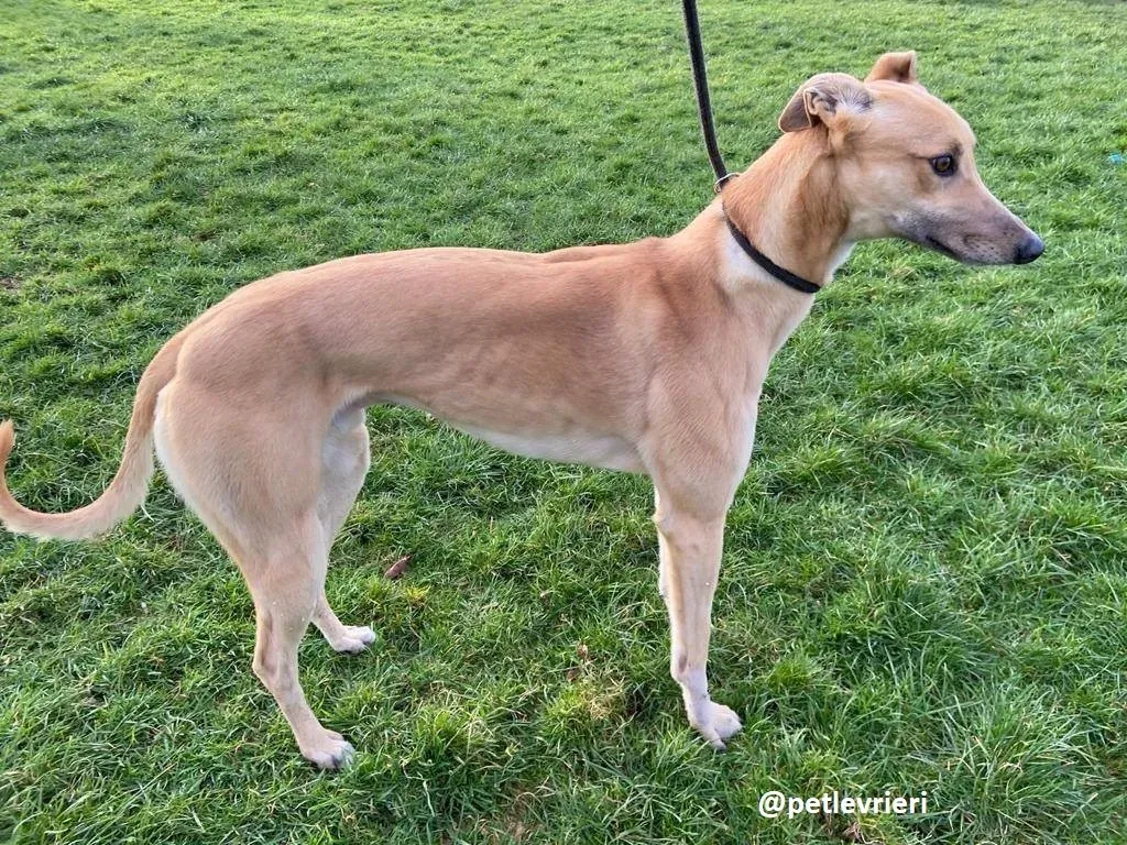 fionn adozione greyhound 2