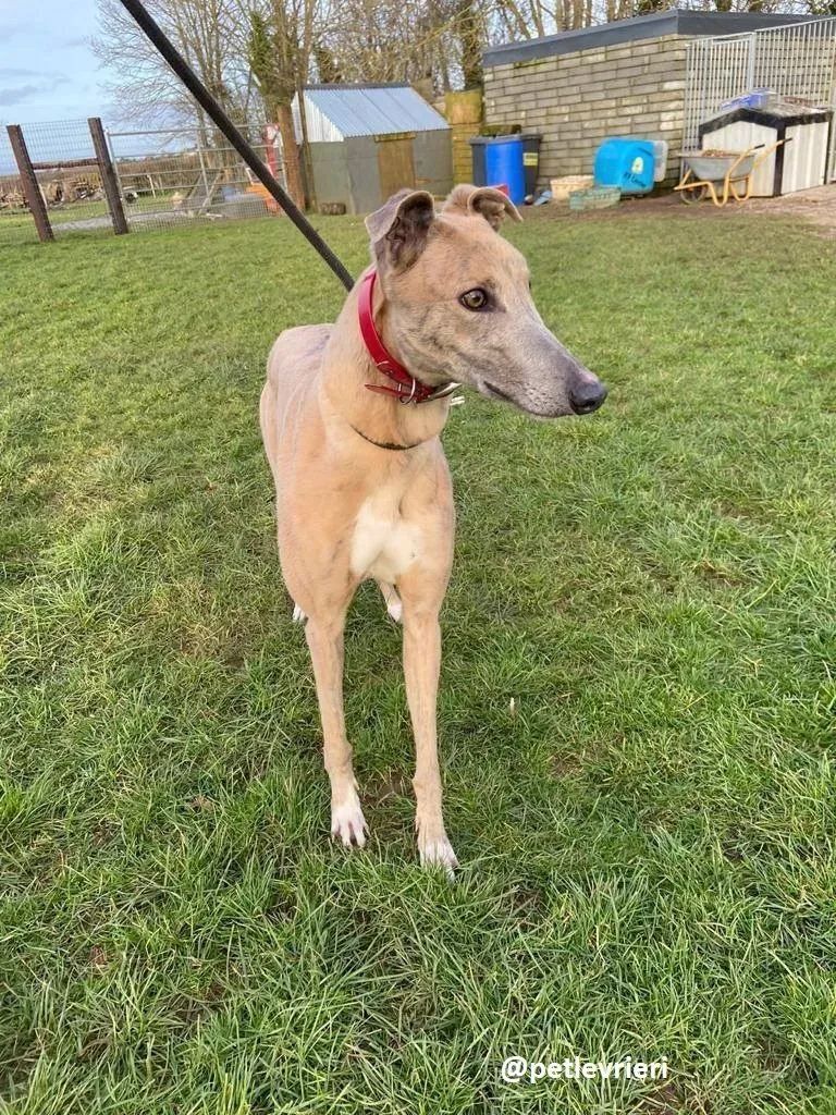 fionn adozione greyhound 3