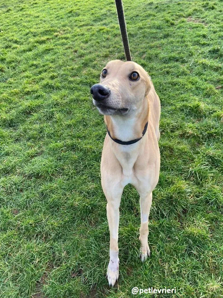 fionn adozione greyhound