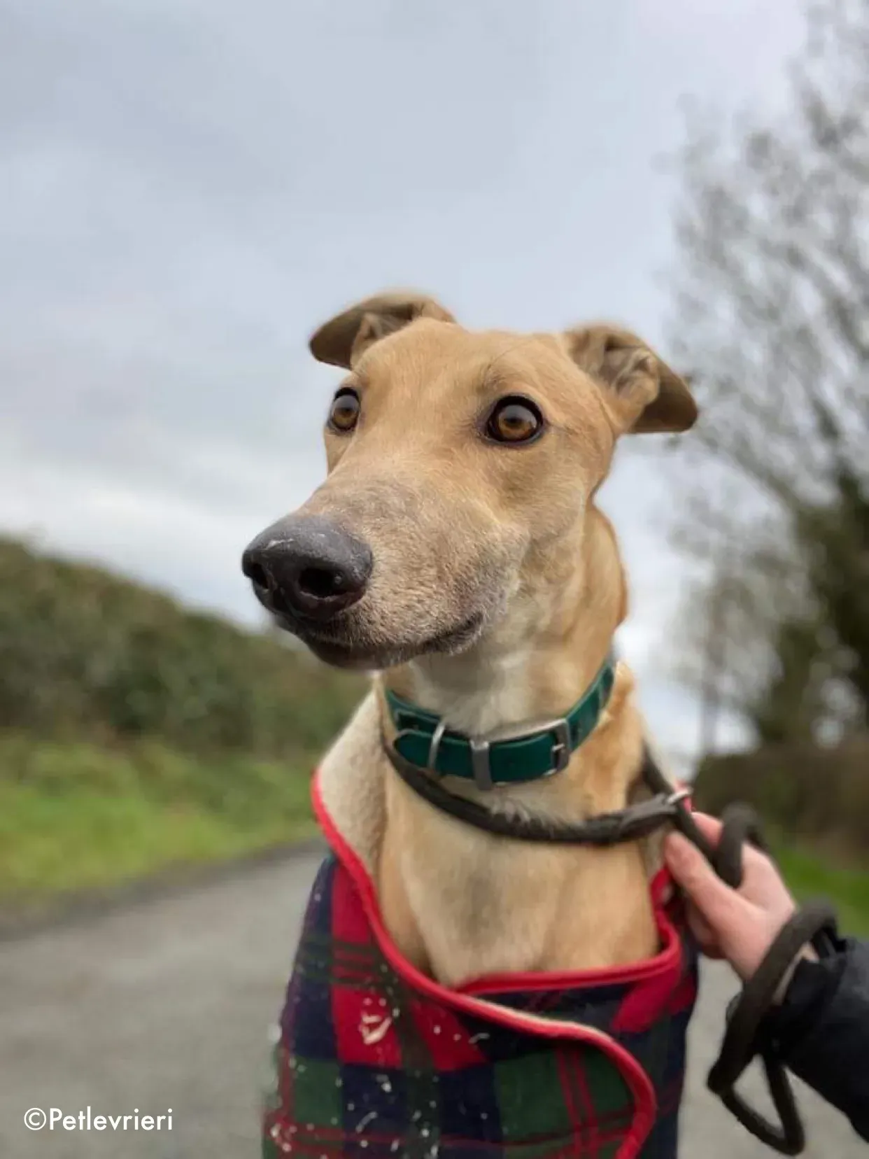 fionn adozione levrieri greyhound 1