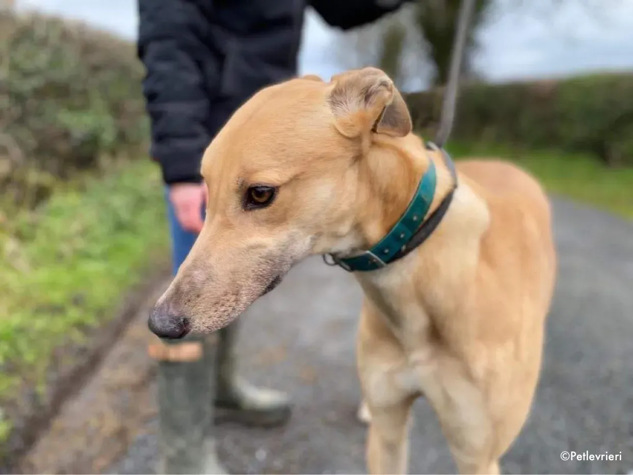 fionn adozione levrieri greyhound 10