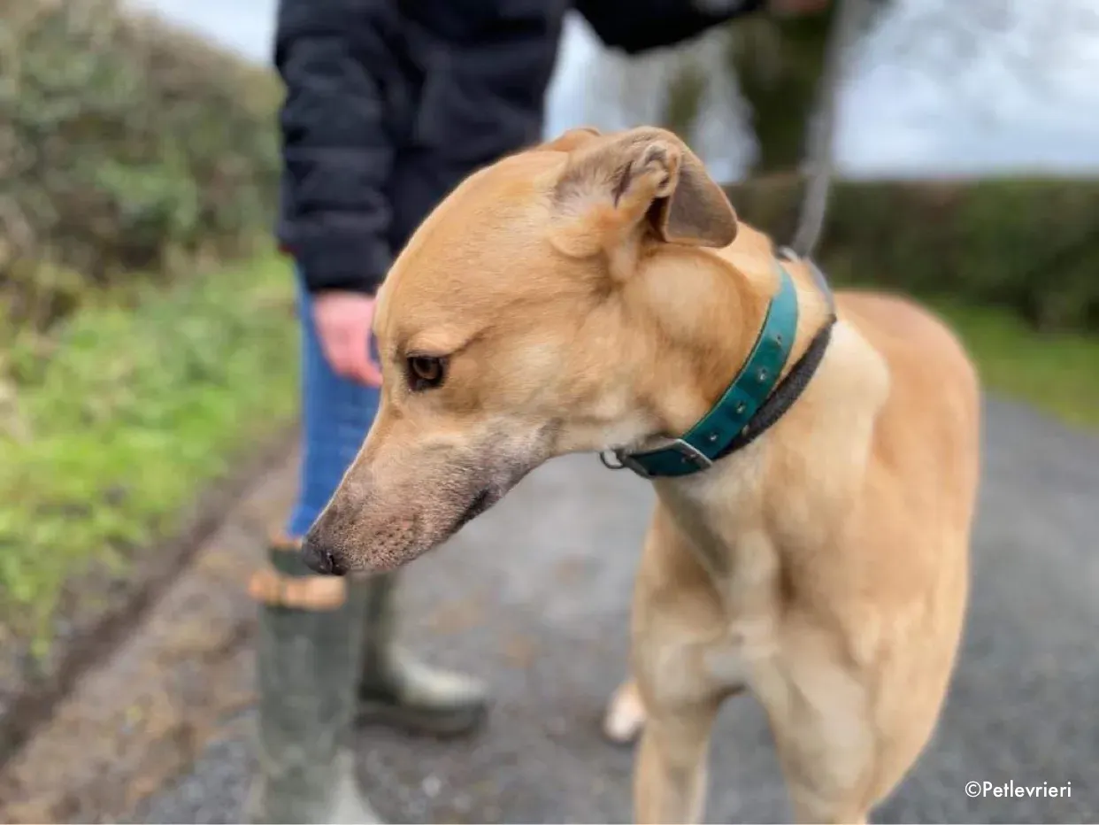 fionn adozione levrieri greyhound 11