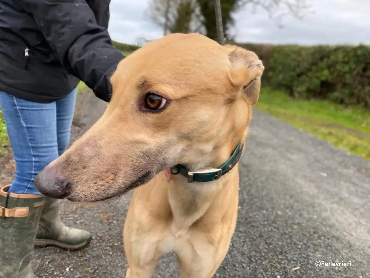 fionn adozione levrieri greyhound 12