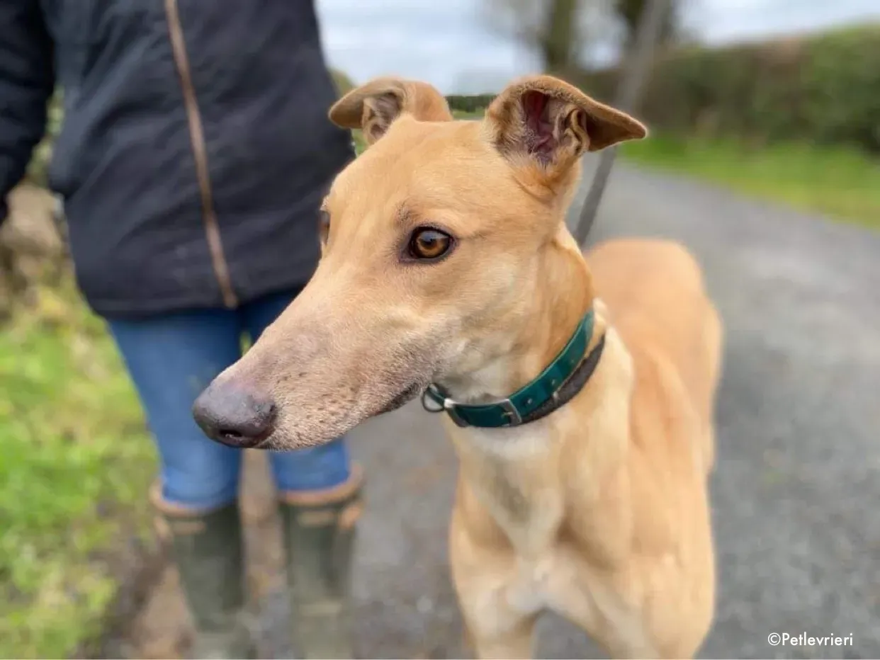 fionn adozione levrieri greyhound 13