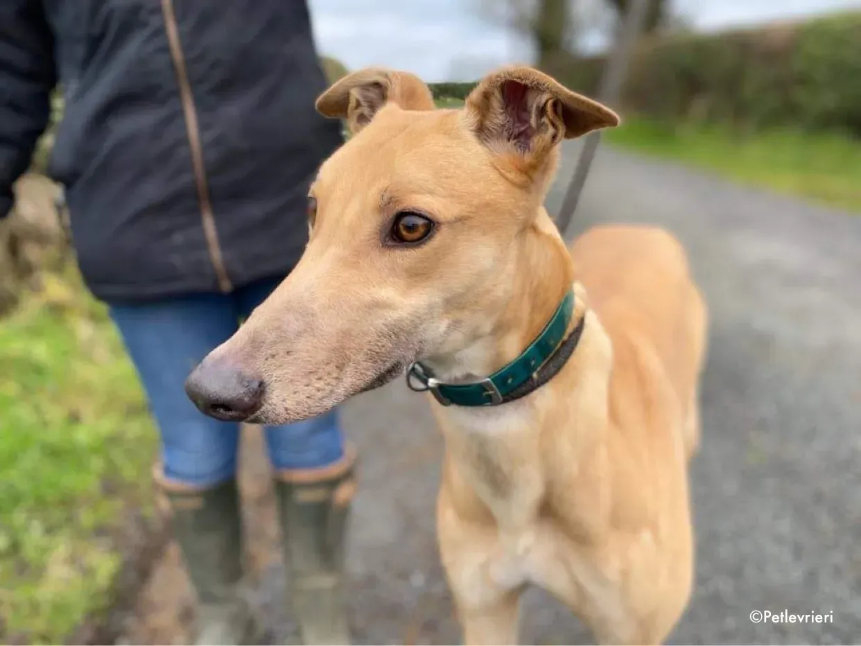 fionn adozione levrieri greyhound 14