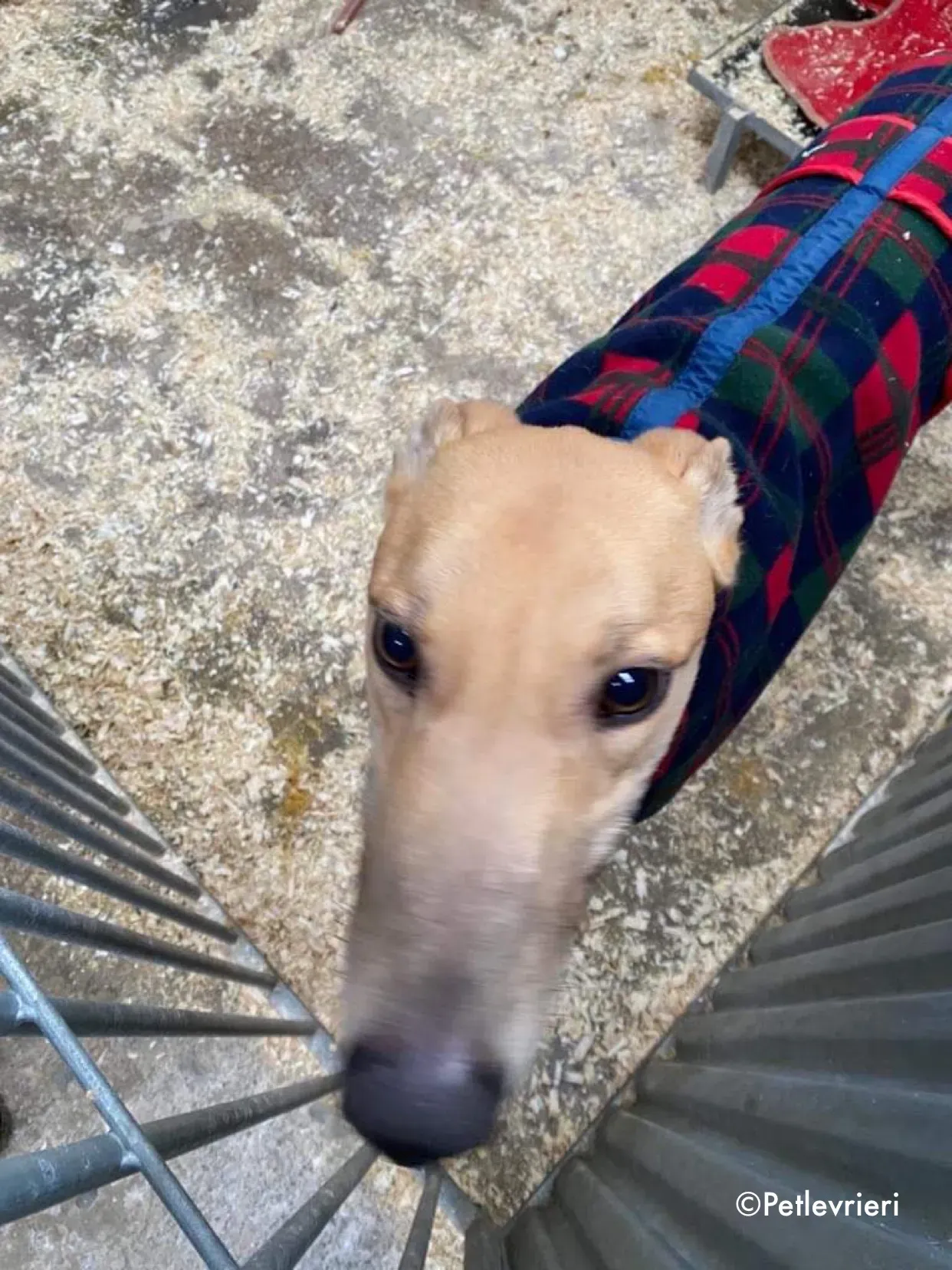 fionn adozione levrieri greyhound 15