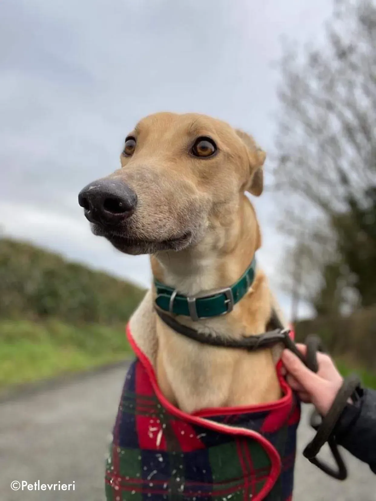 fionn adozione levrieri greyhound 2