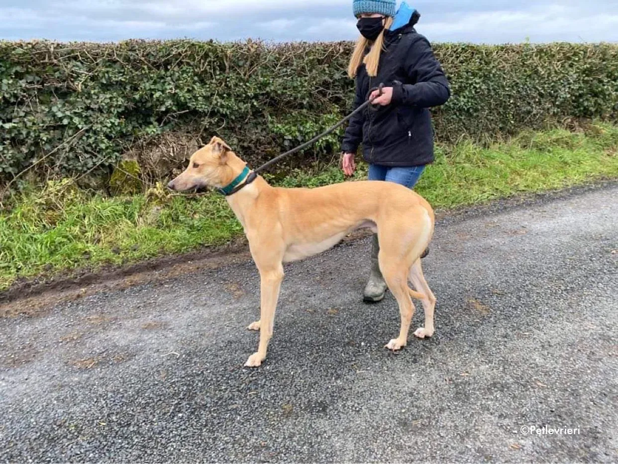 fionn adozione levrieri greyhound 3