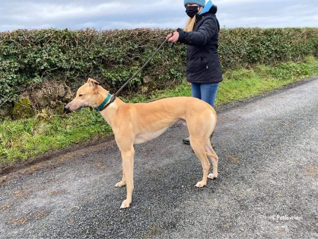 fionn adozione levrieri greyhound 4