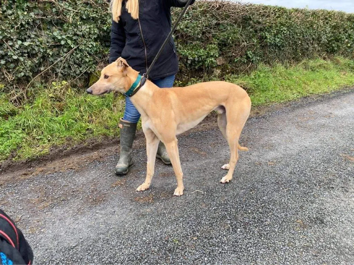 fionn adozione levrieri greyhound 5