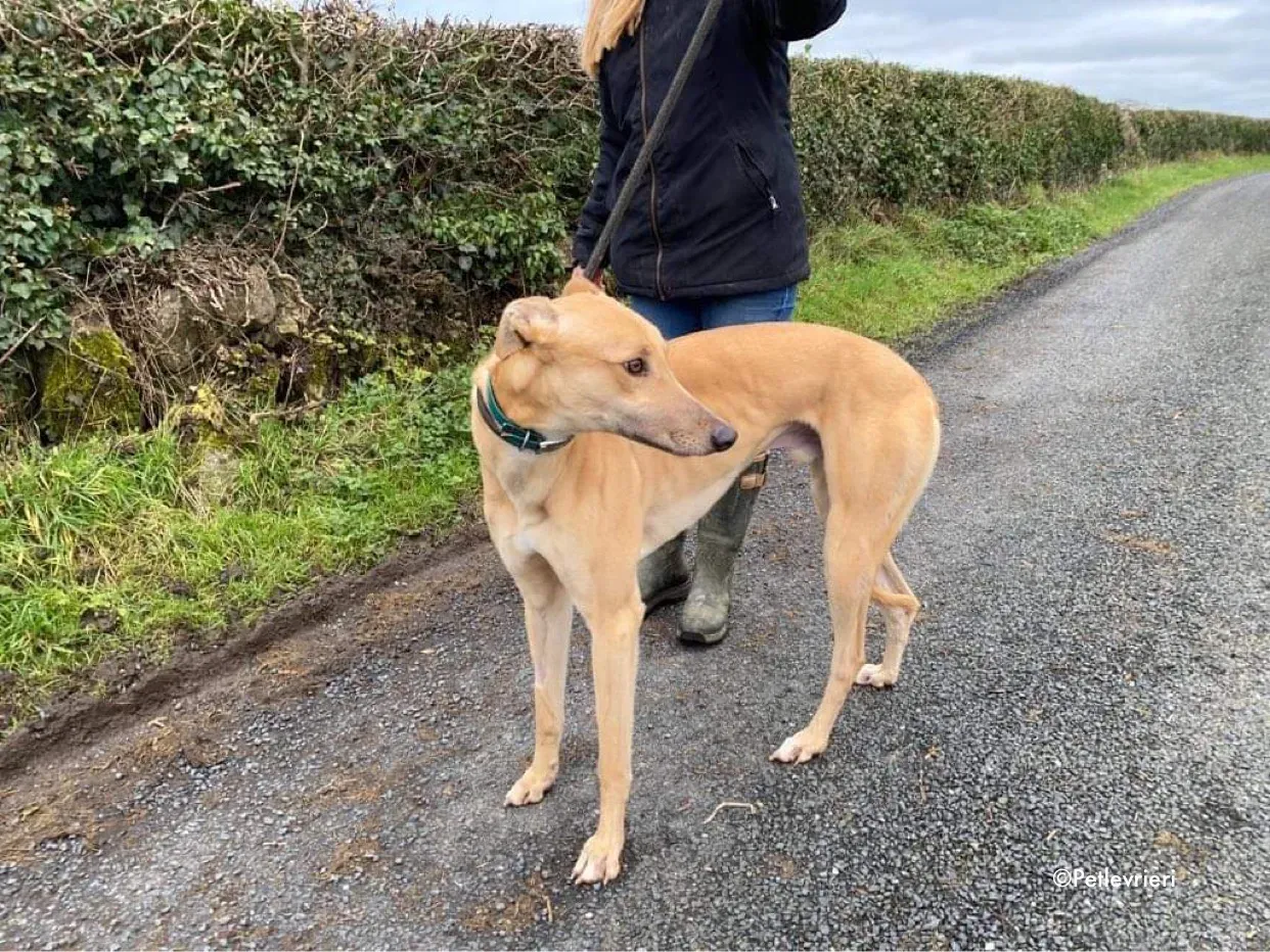 fionn adozione levrieri greyhound 6