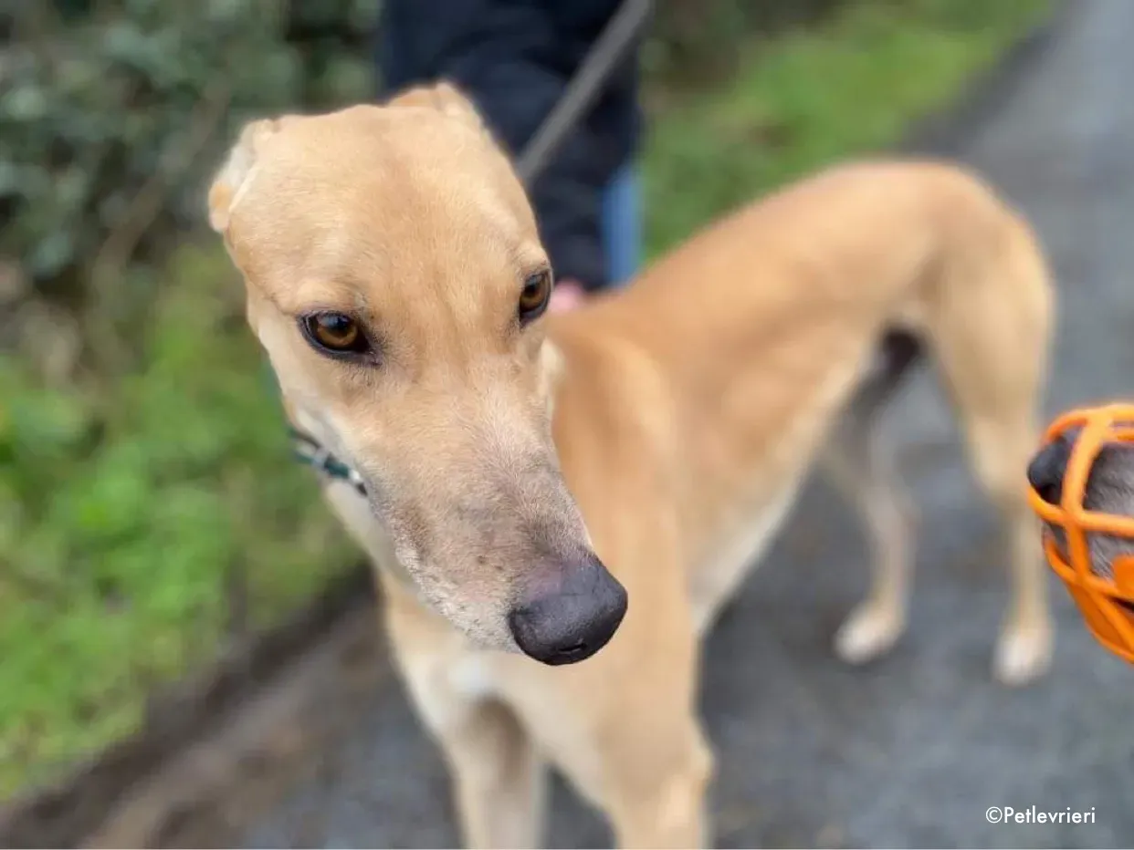 fionn adozione levrieri greyhound 8