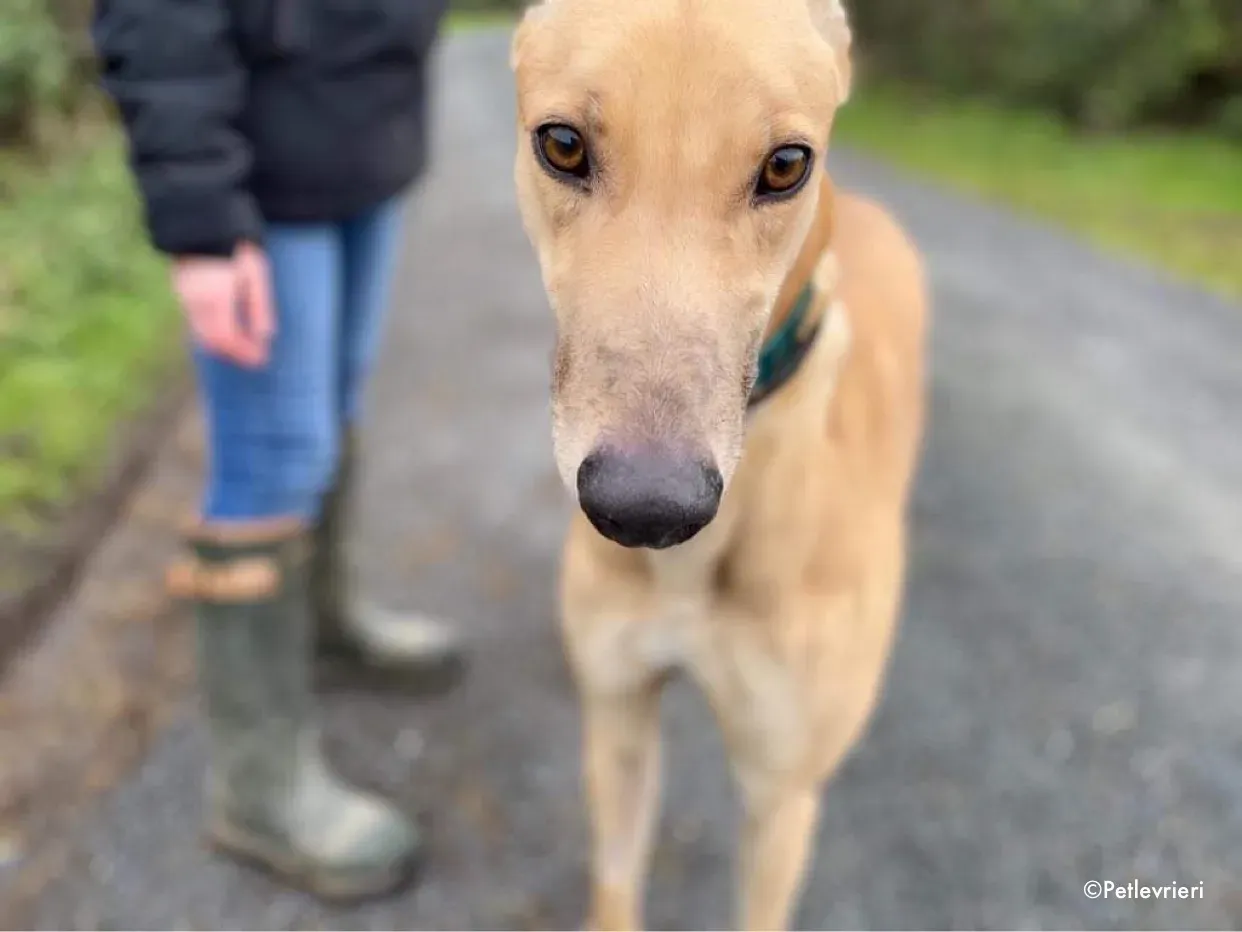 fionn adozione levrieri greyhound 9