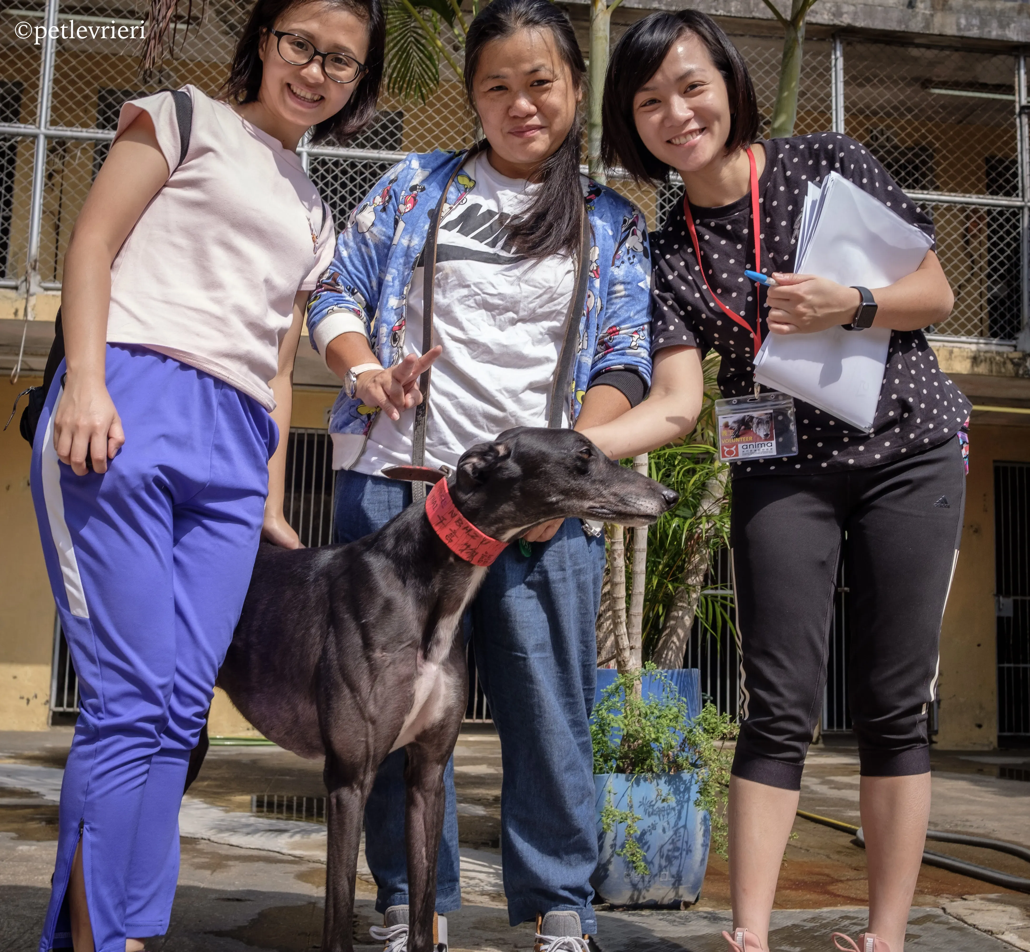 fire adozione greyhound macao 1