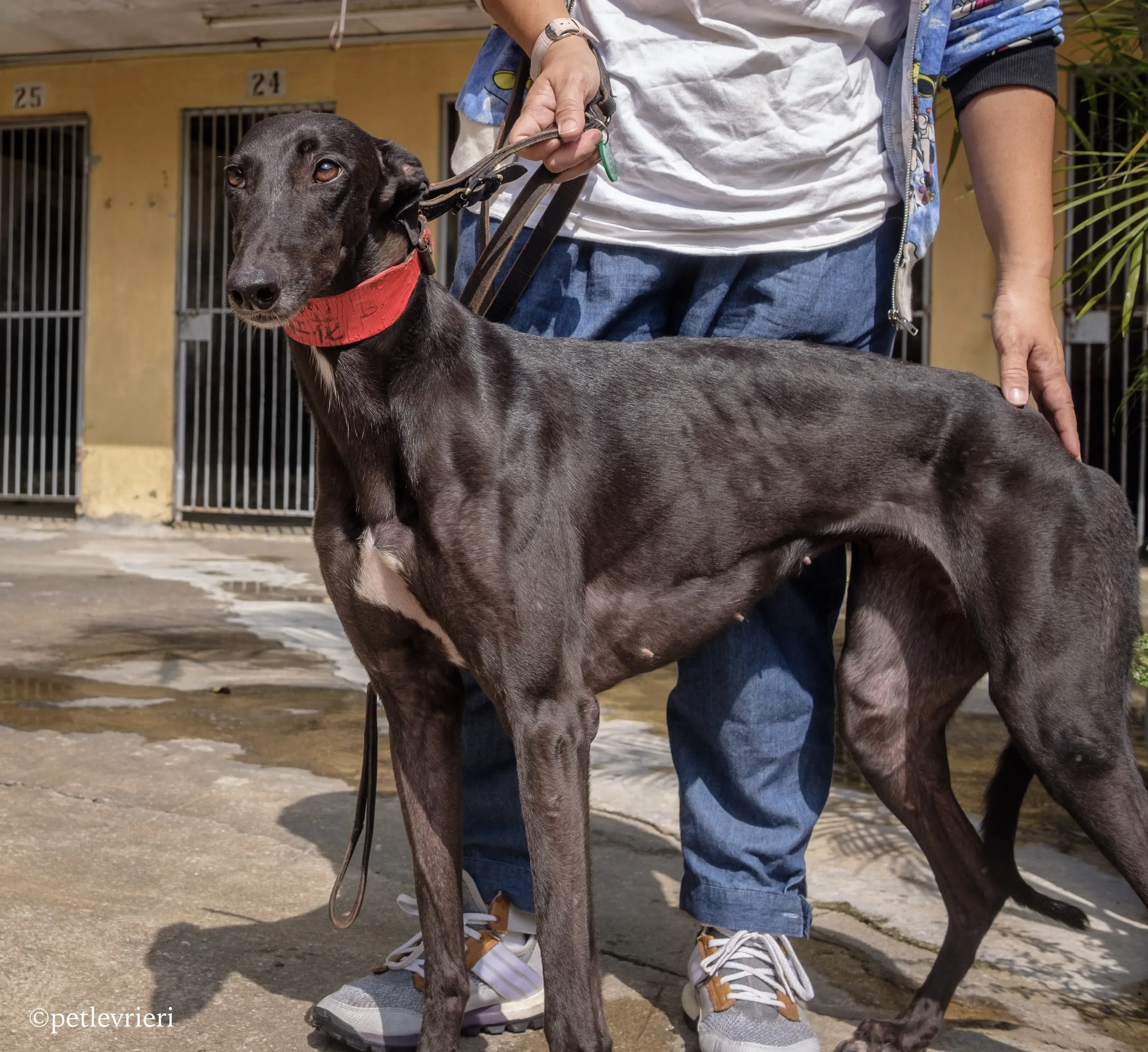 fire adozione greyhound macao 10