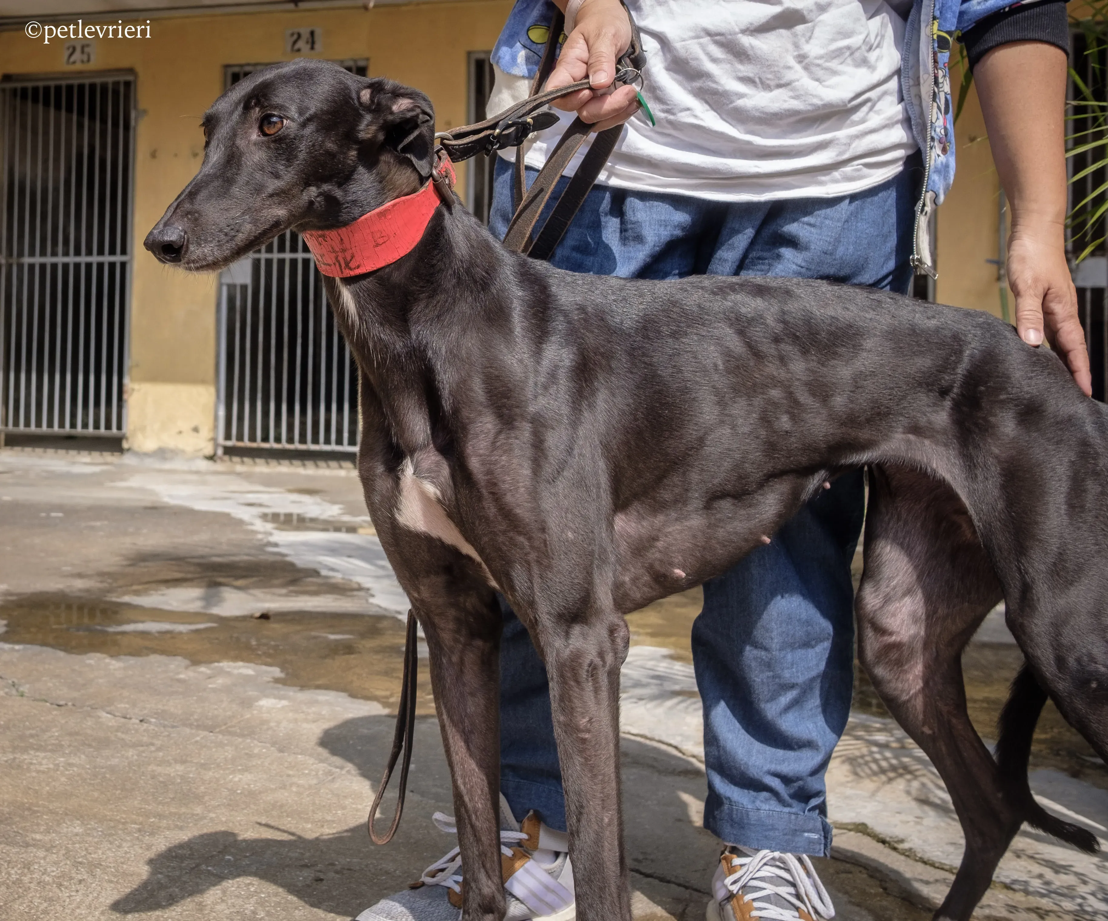 fire adozione greyhound macao 11