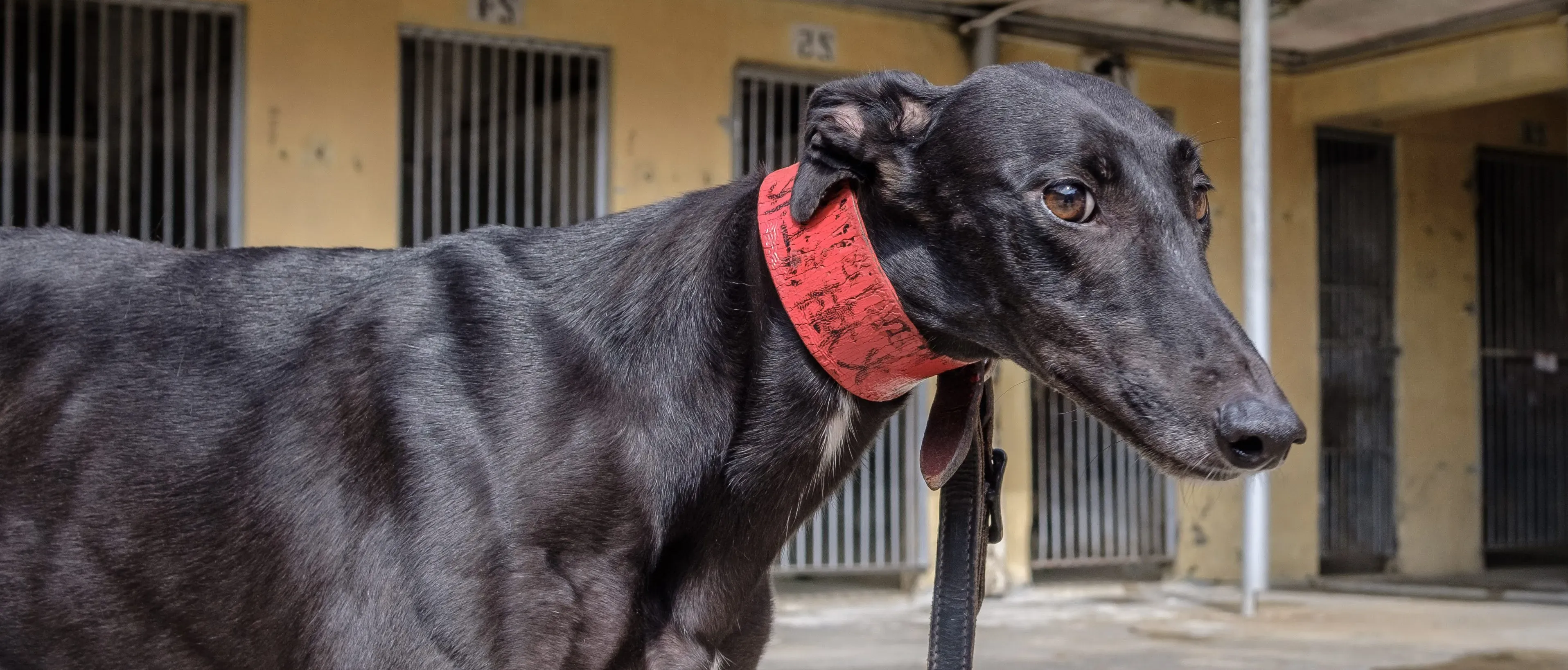 fire adozione greyhound macao 12 e1542826604749