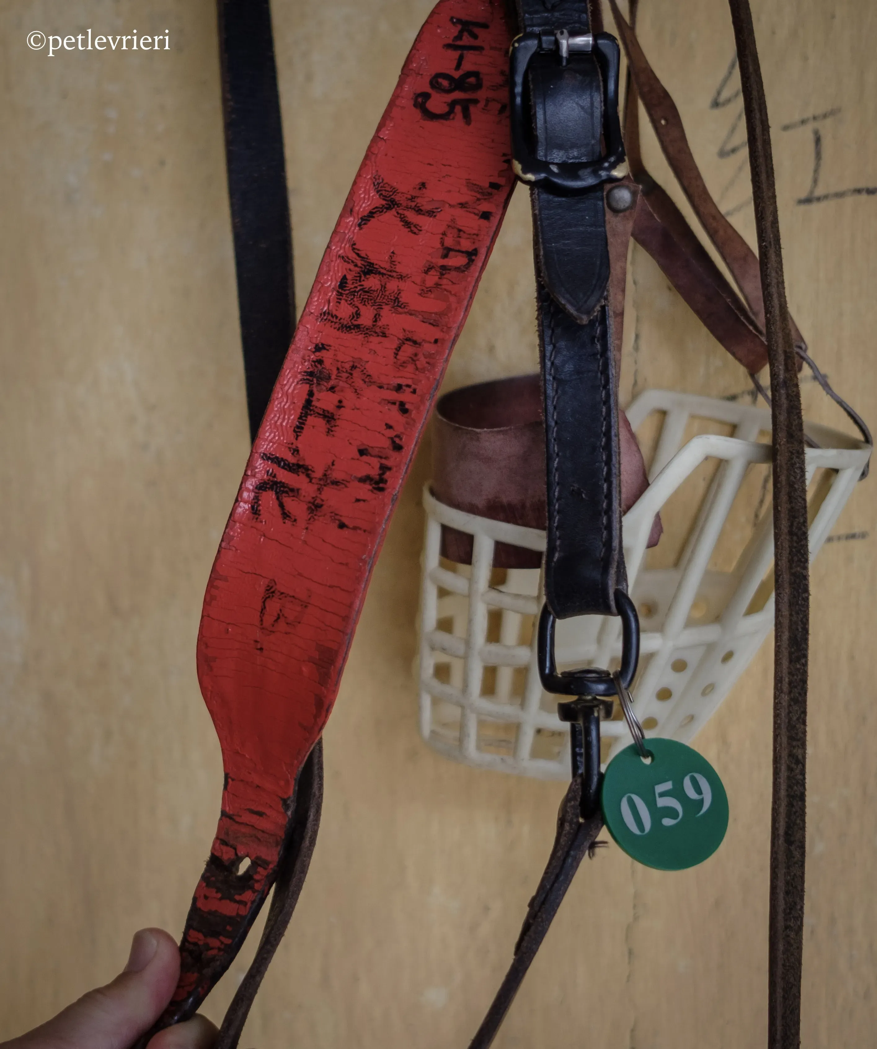 fire adozione greyhound macao 13