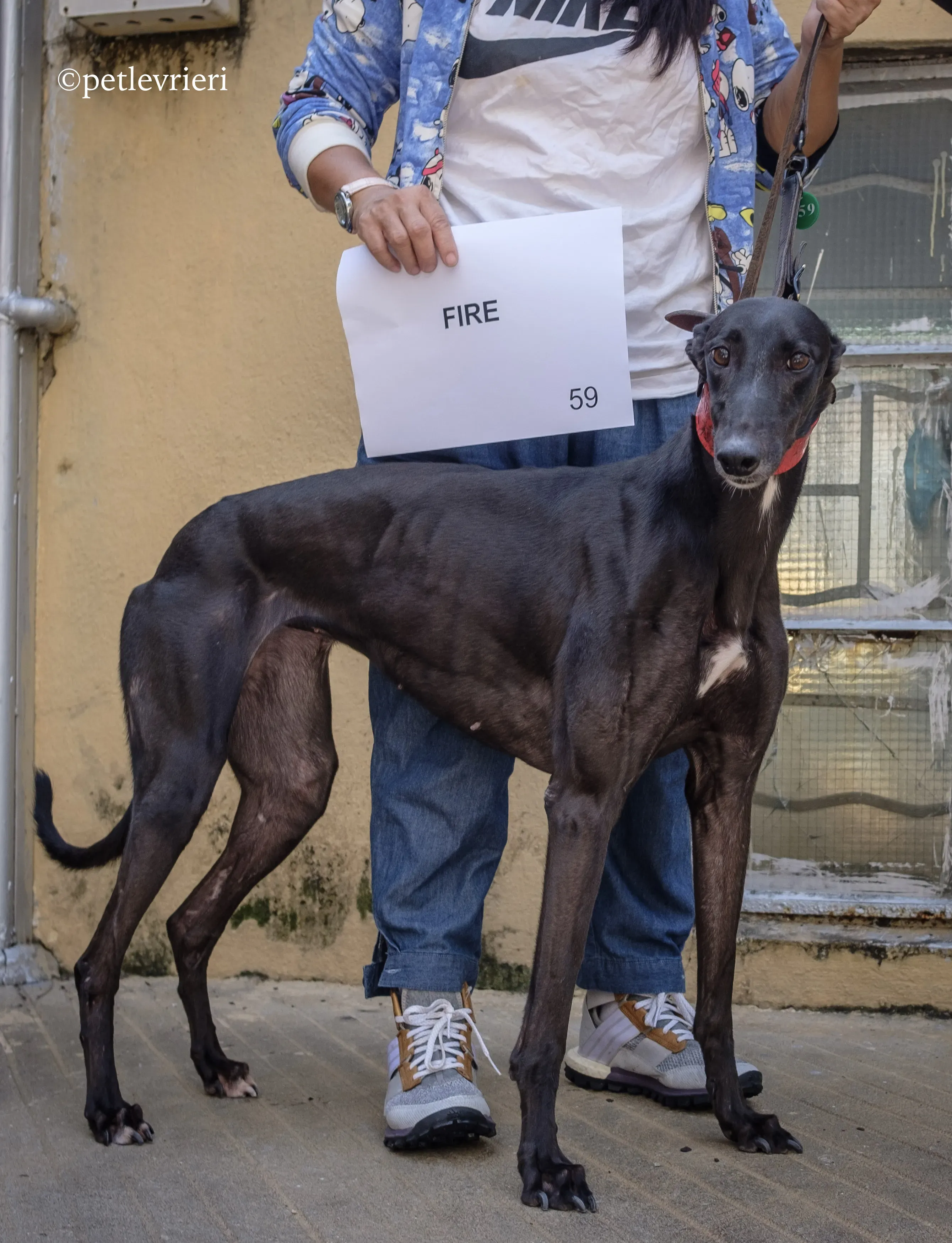 fire adozione greyhound macao 2