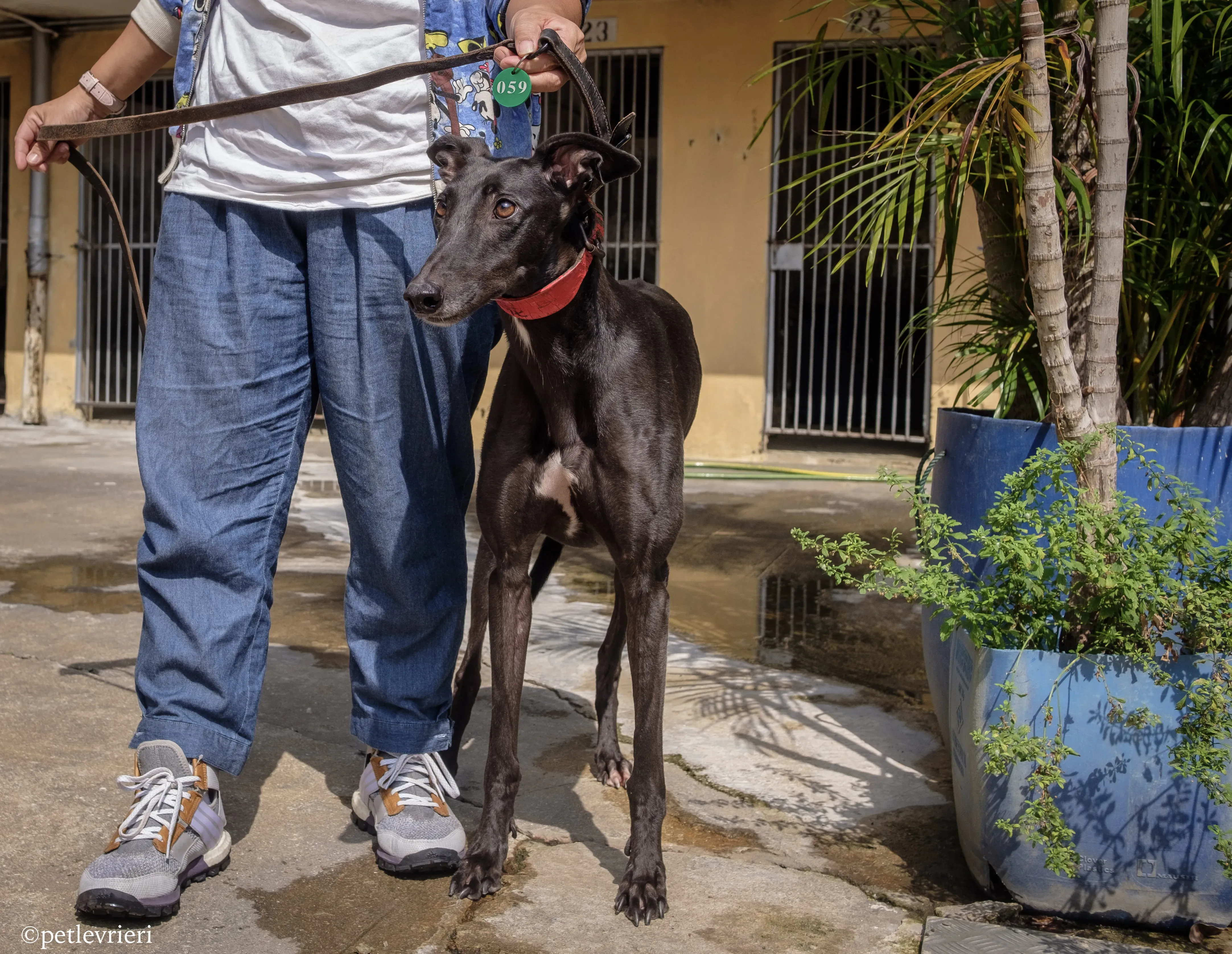 fire adozione greyhound macao 3