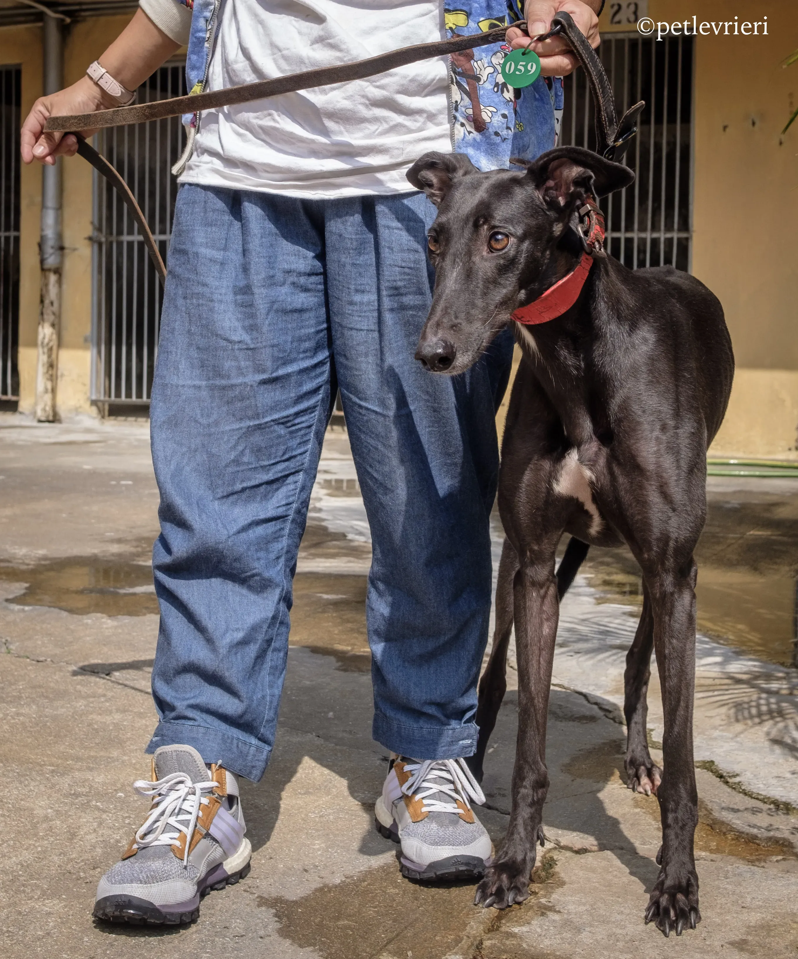 fire adozione greyhound macao 4