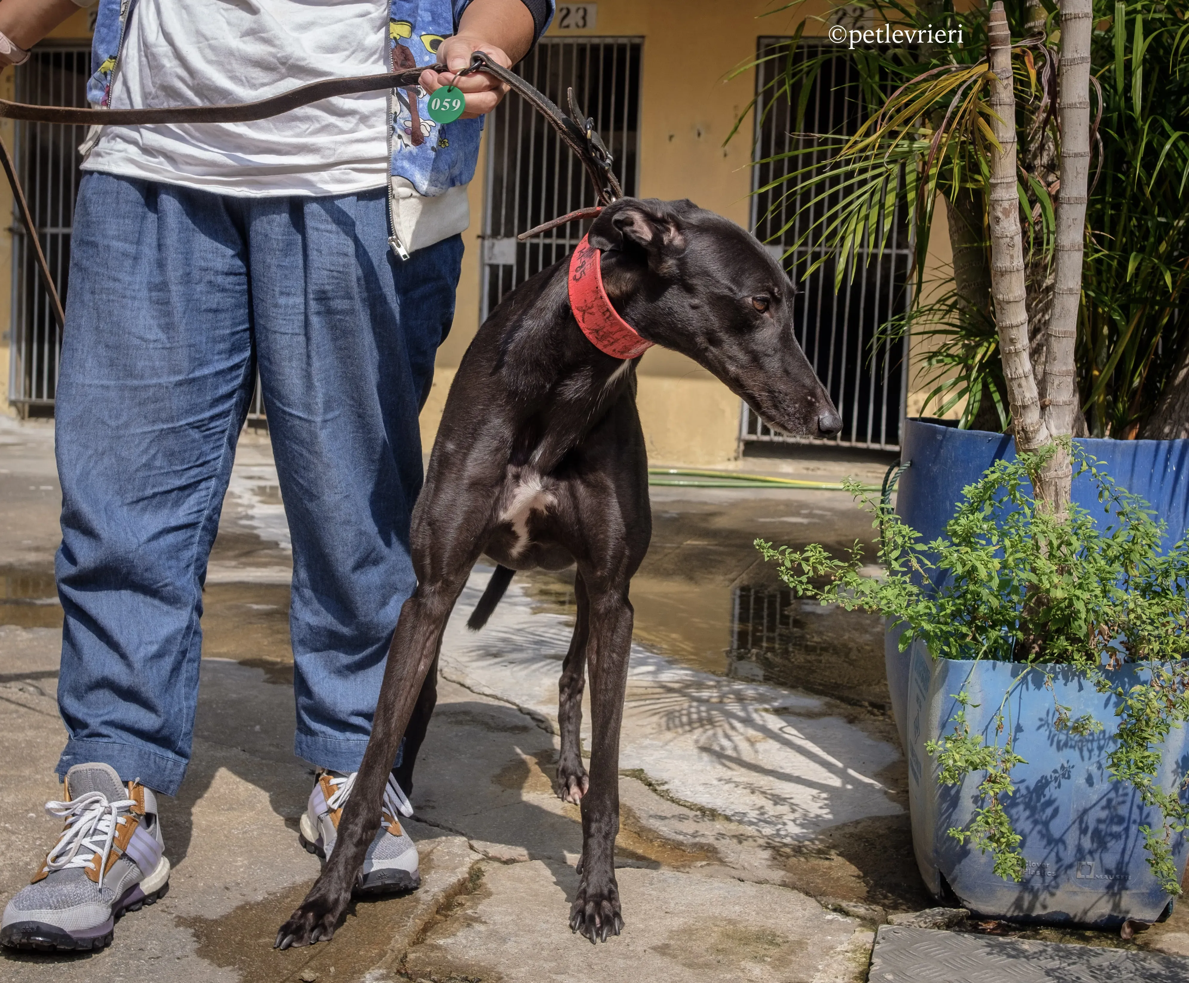 fire adozione greyhound macao 5