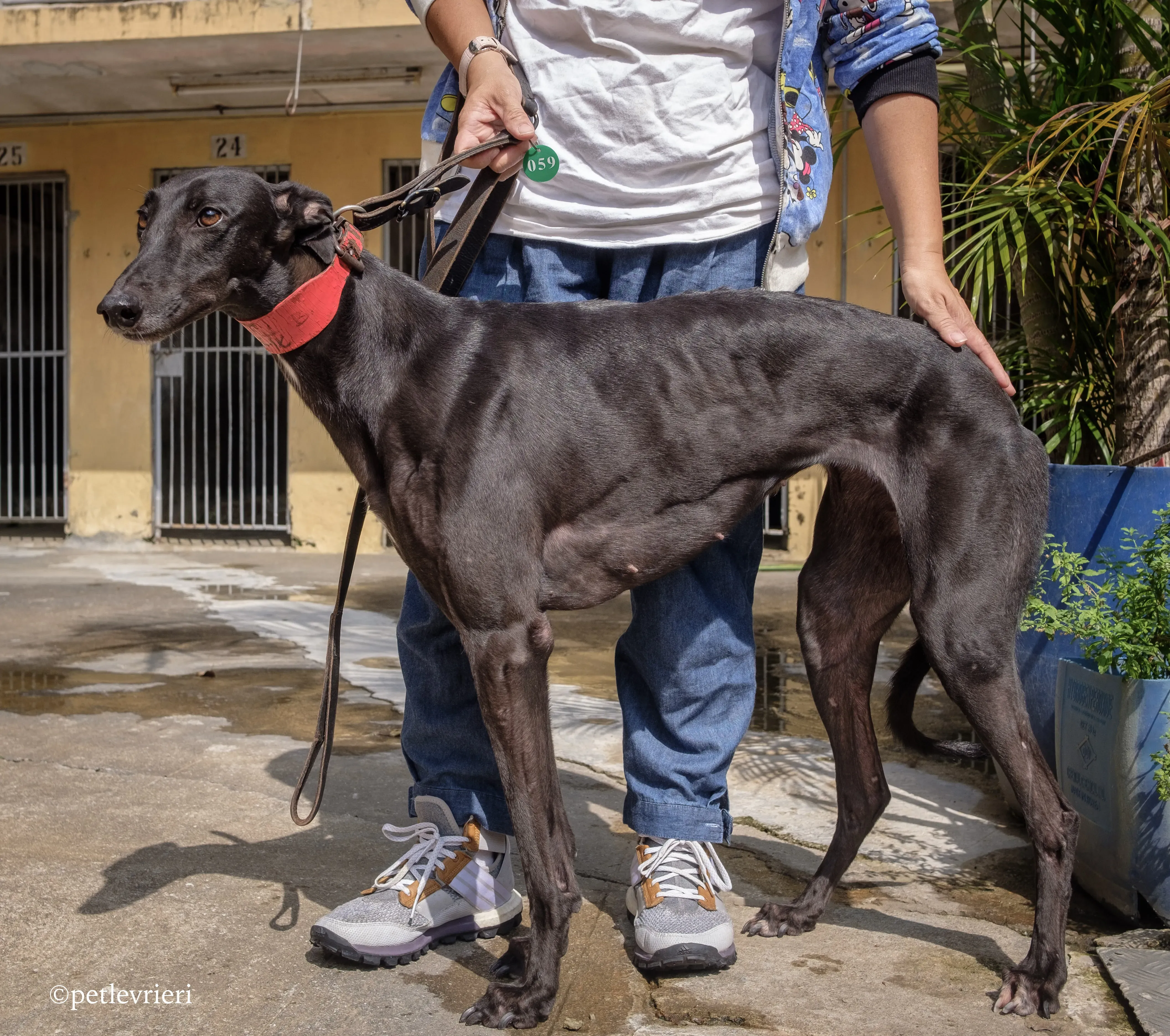 fire adozione greyhound macao 6