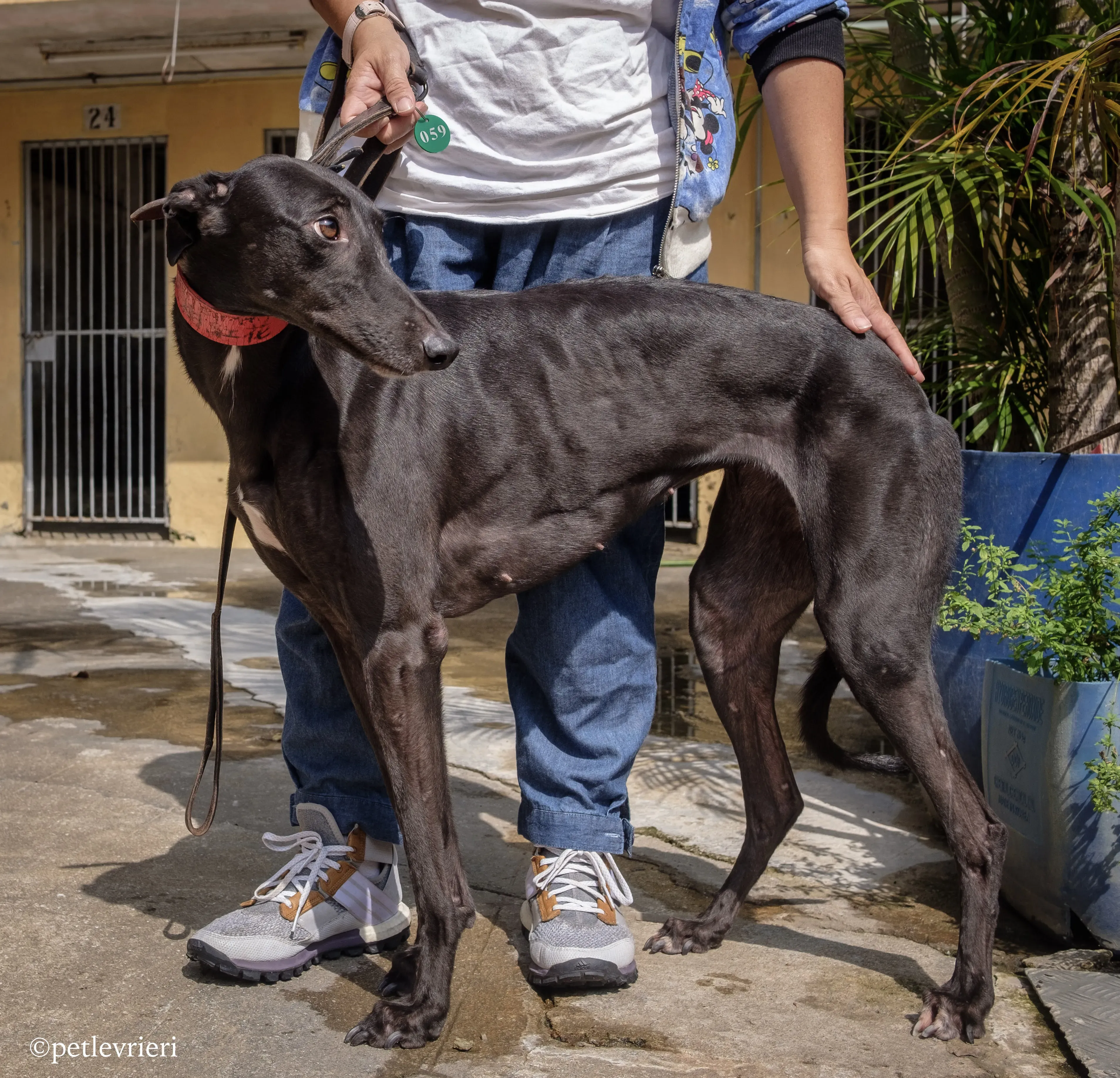 fire adozione greyhound macao 7