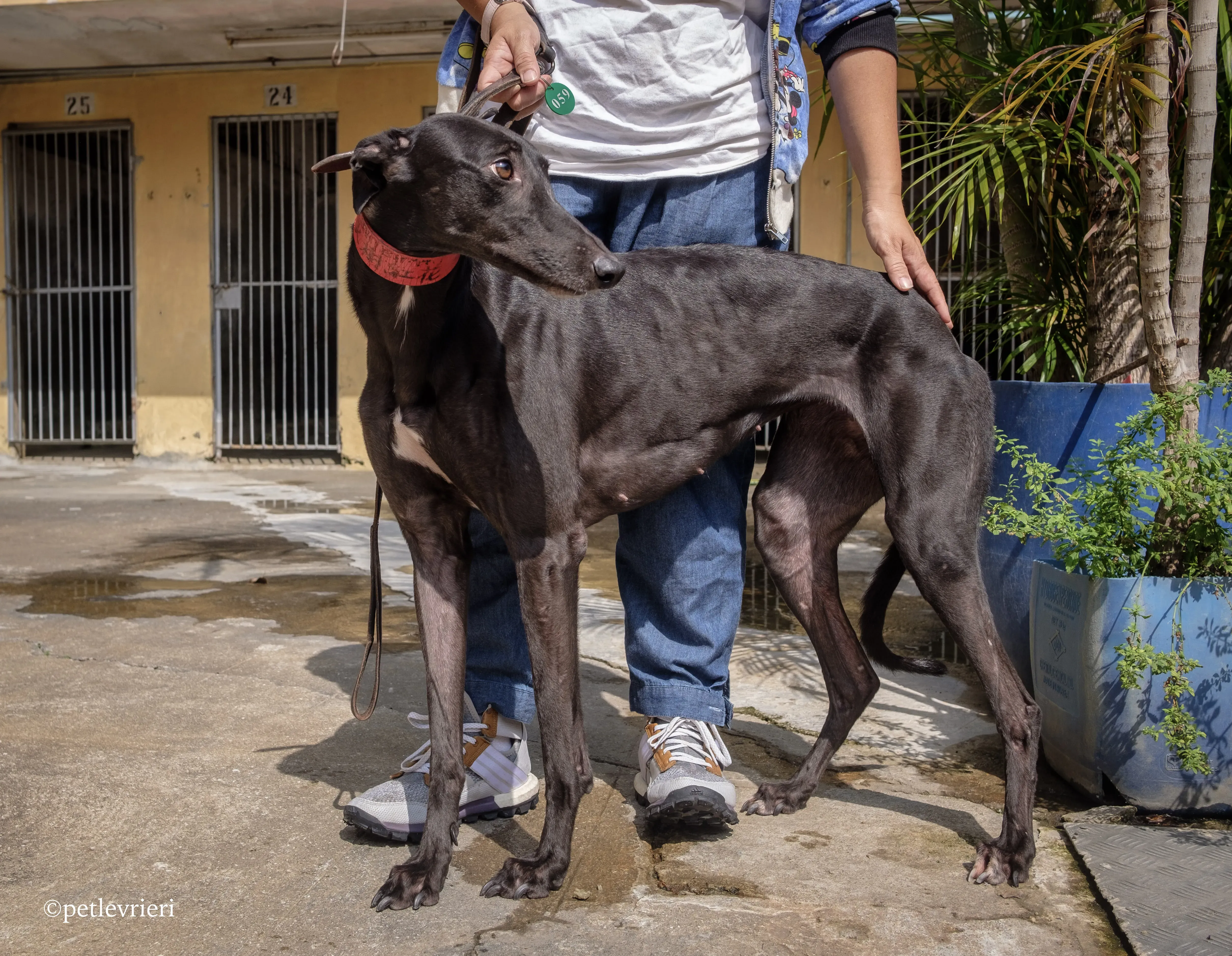 fire adozione greyhound macao 8