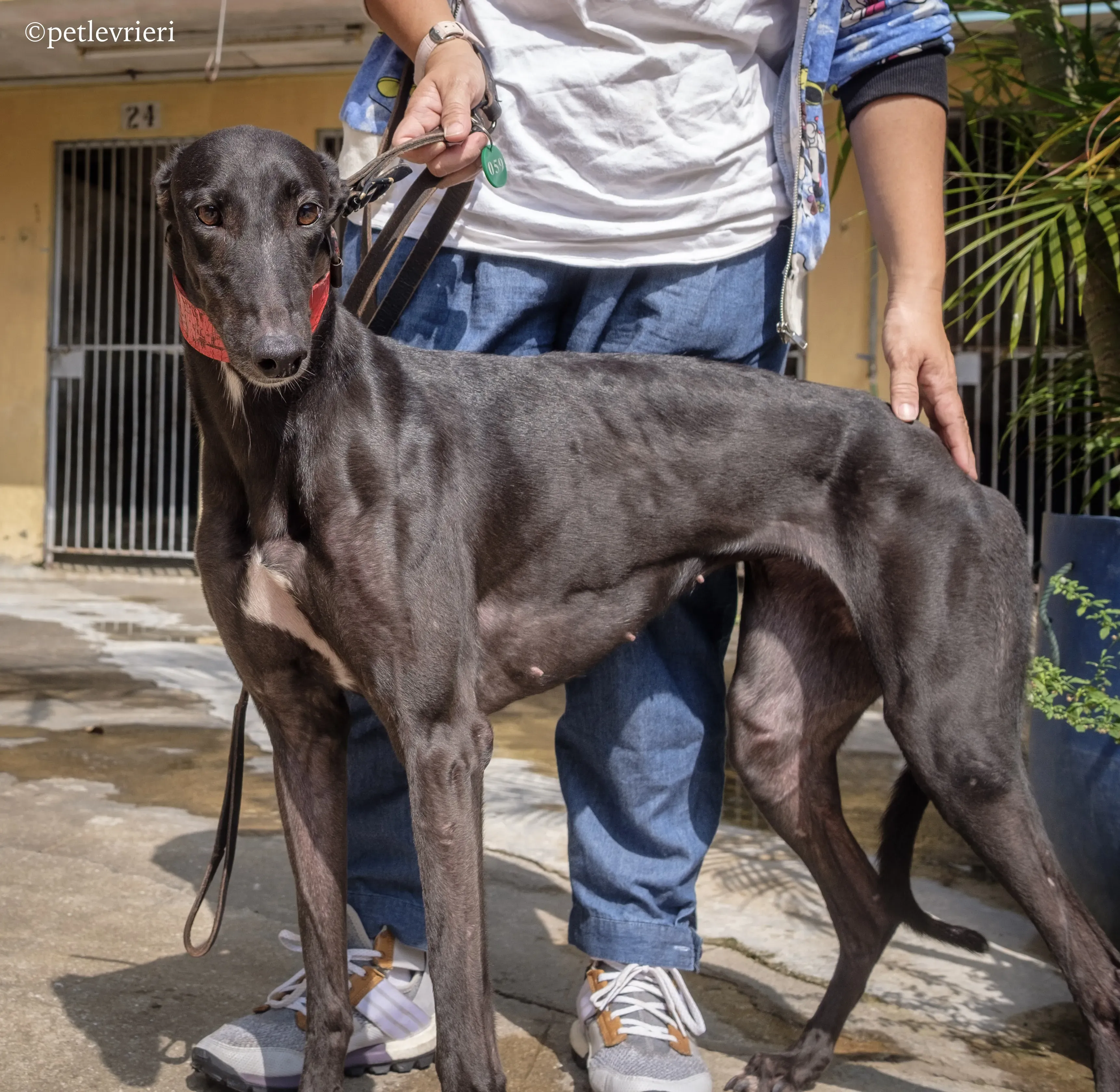 fire adozione greyhound macao 9