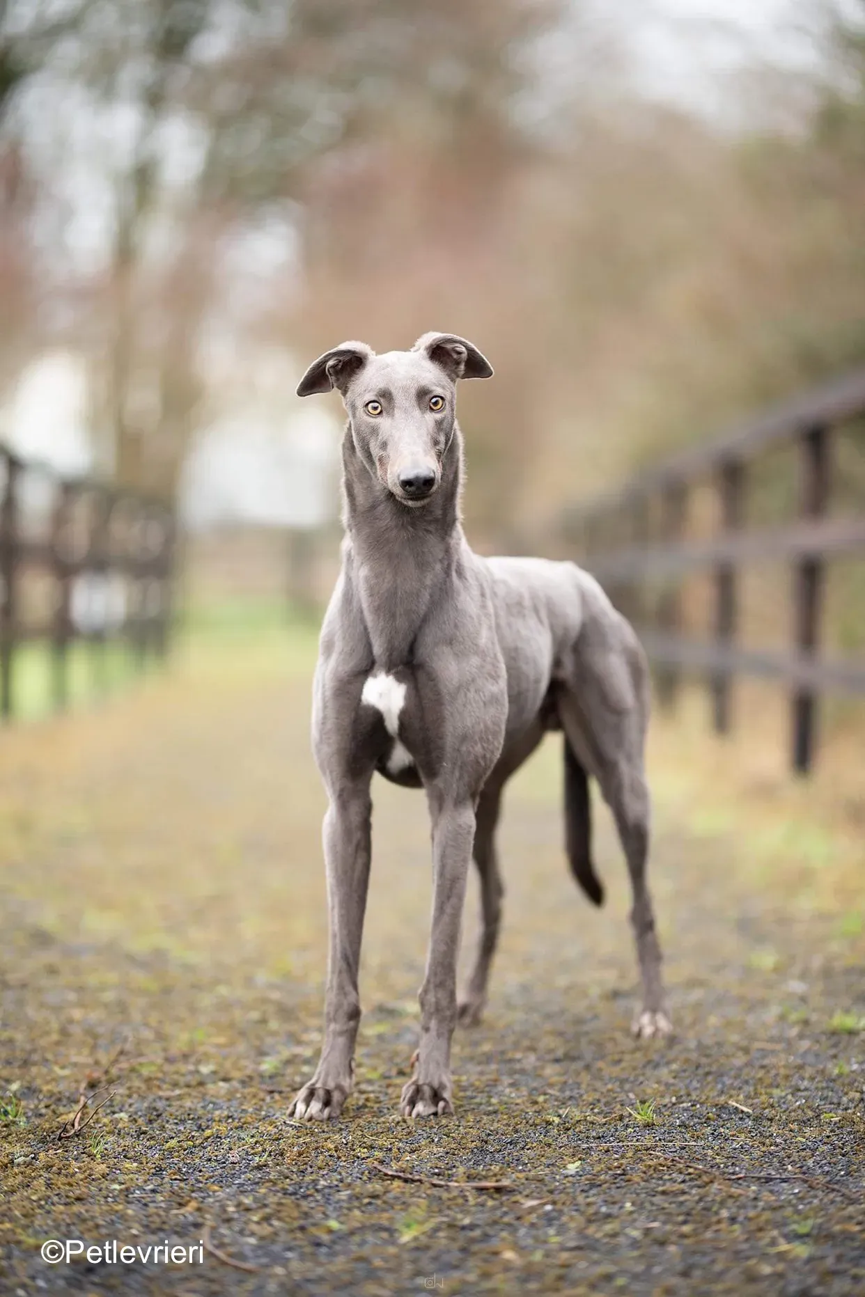 firmino adozione levrieri greyhound 1